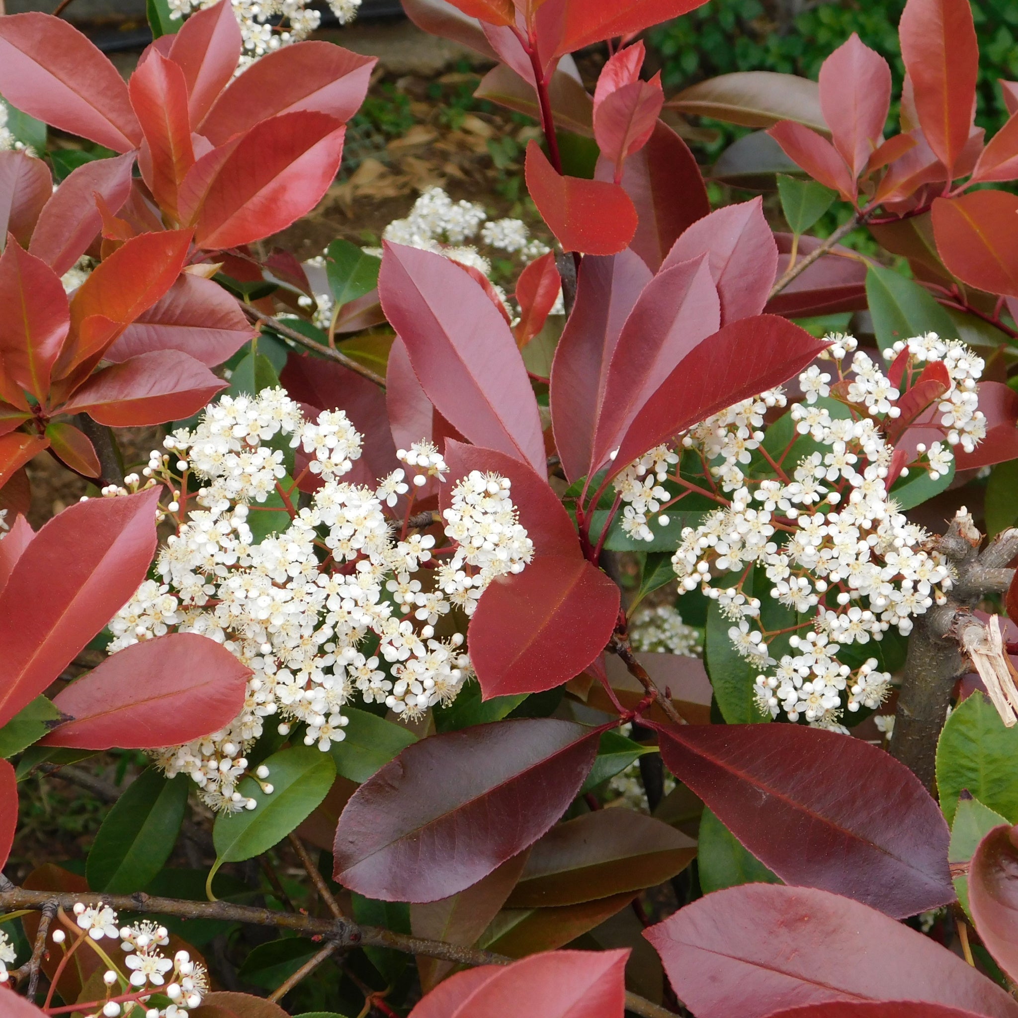 Photinia 'Little Red Robin' 9cm - 5L One Click Plants