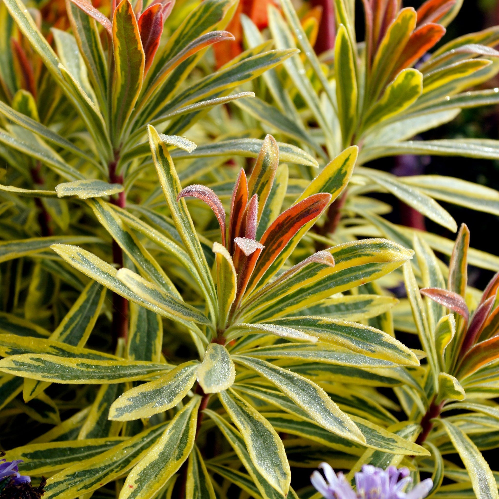 Euphorbia x martinii 'Ascot Rainbow' 9cm/1.5/2L One Click Plants