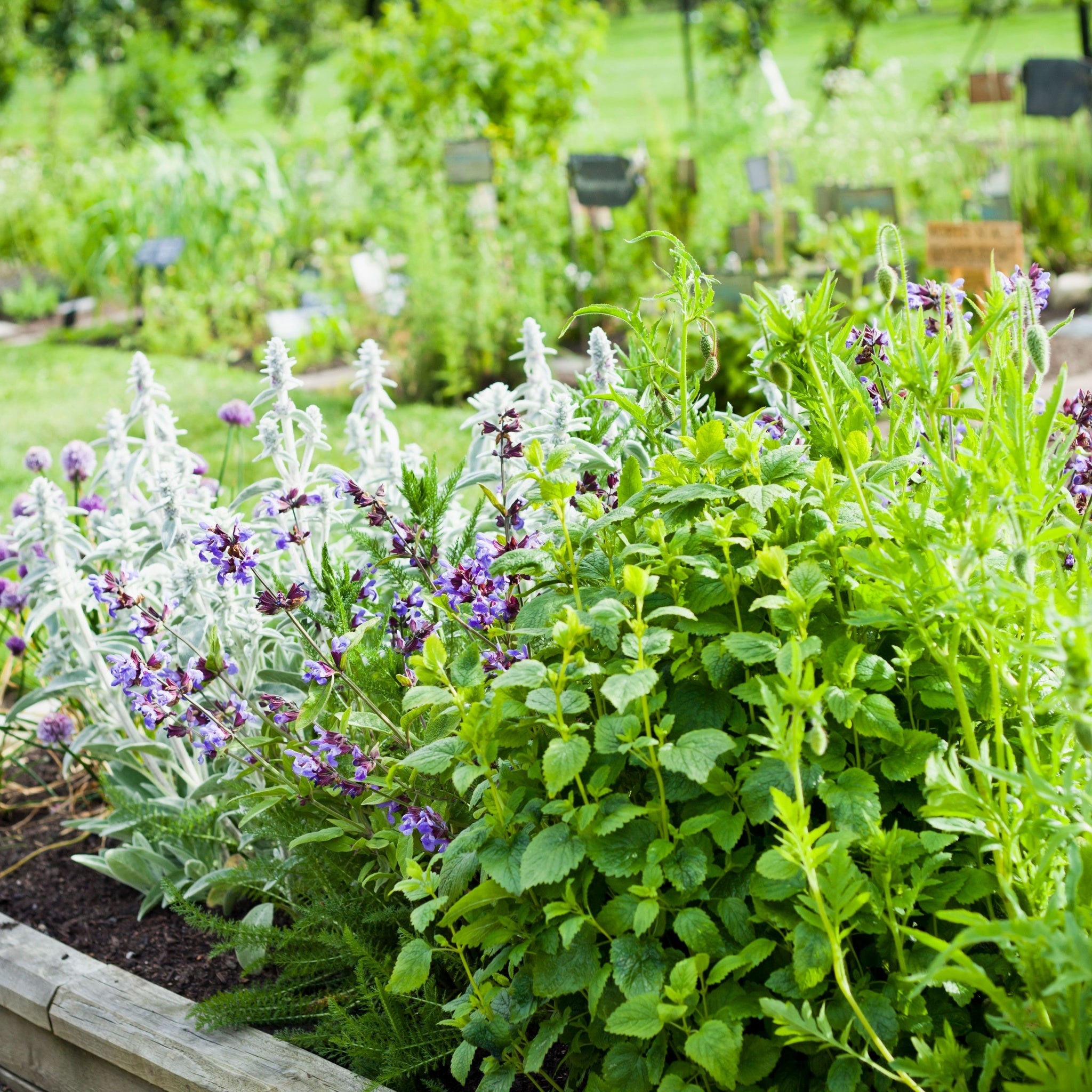 Our selection of Herbs 9cm One Click Plants