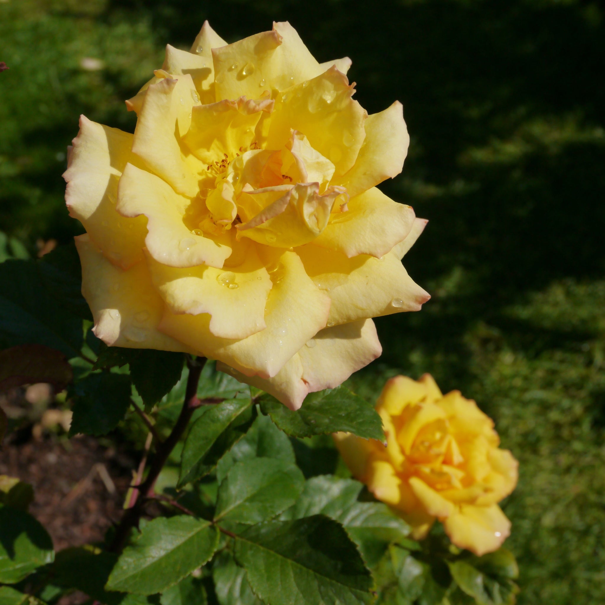 Especially for you | Hybrid Tea | 4L Potted Rose One Click Plants