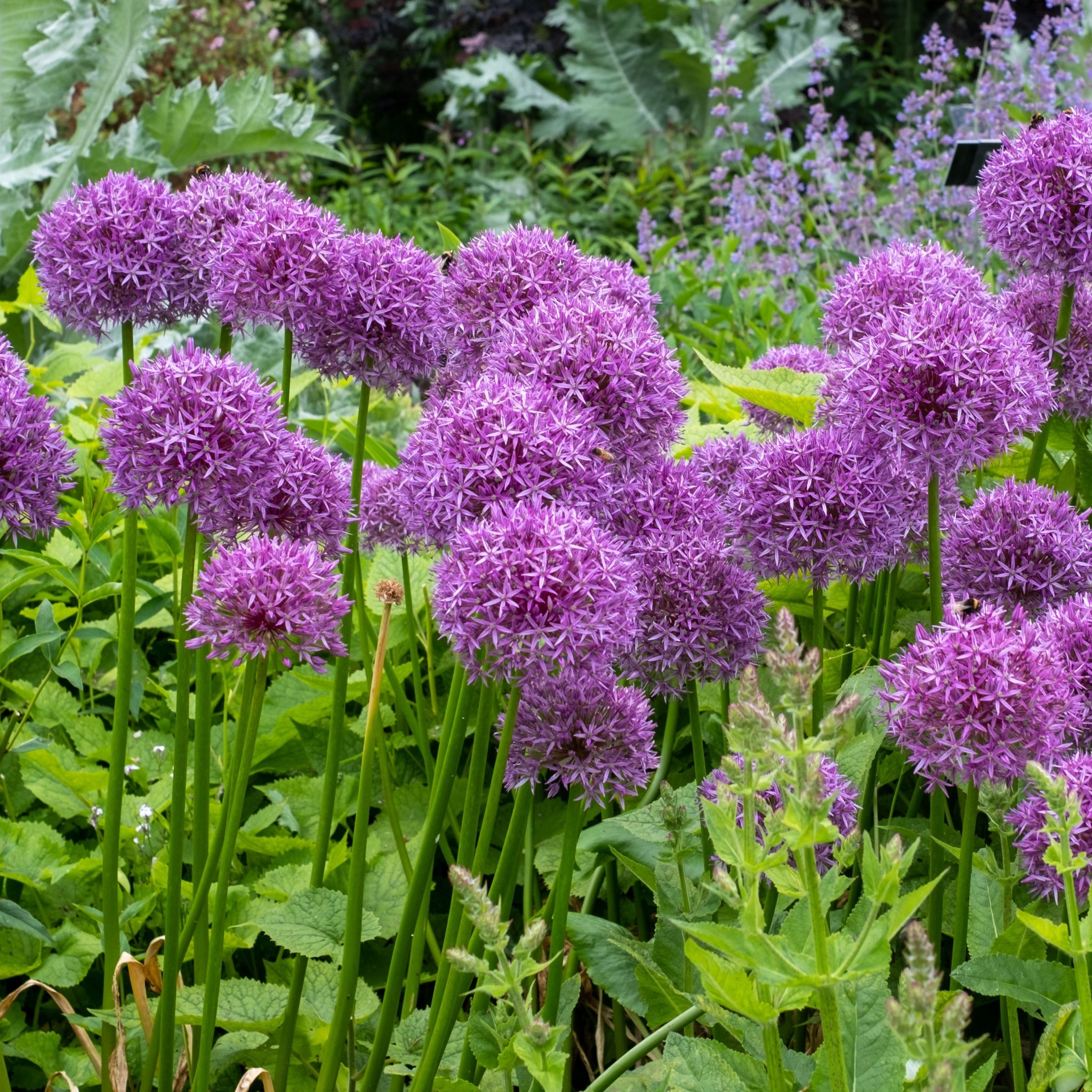 Allium hollandicum 'Purple Sensation' (Two sizes available) One Click Plants