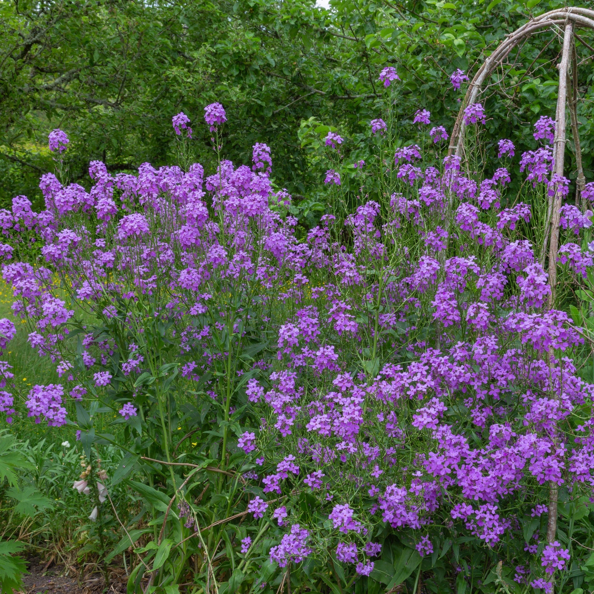 Hesperis matronalis purple 9cm / 2L One Click Plants