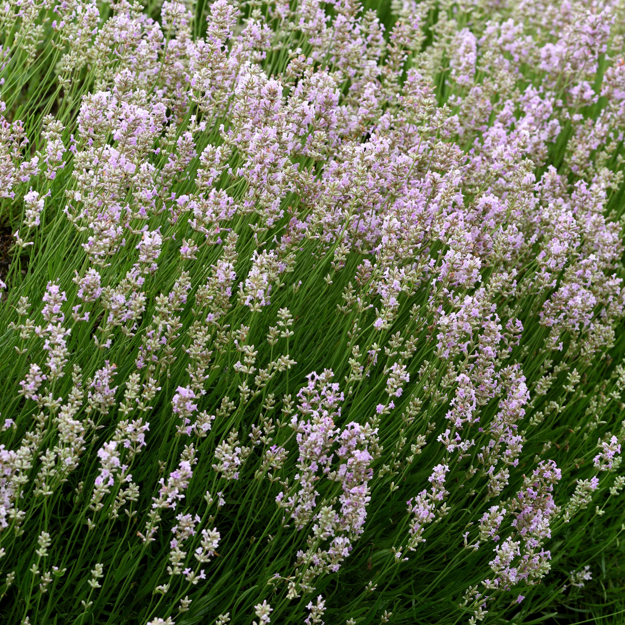 Lavender angustifolia rosea (pink) 9cm One Click Plants