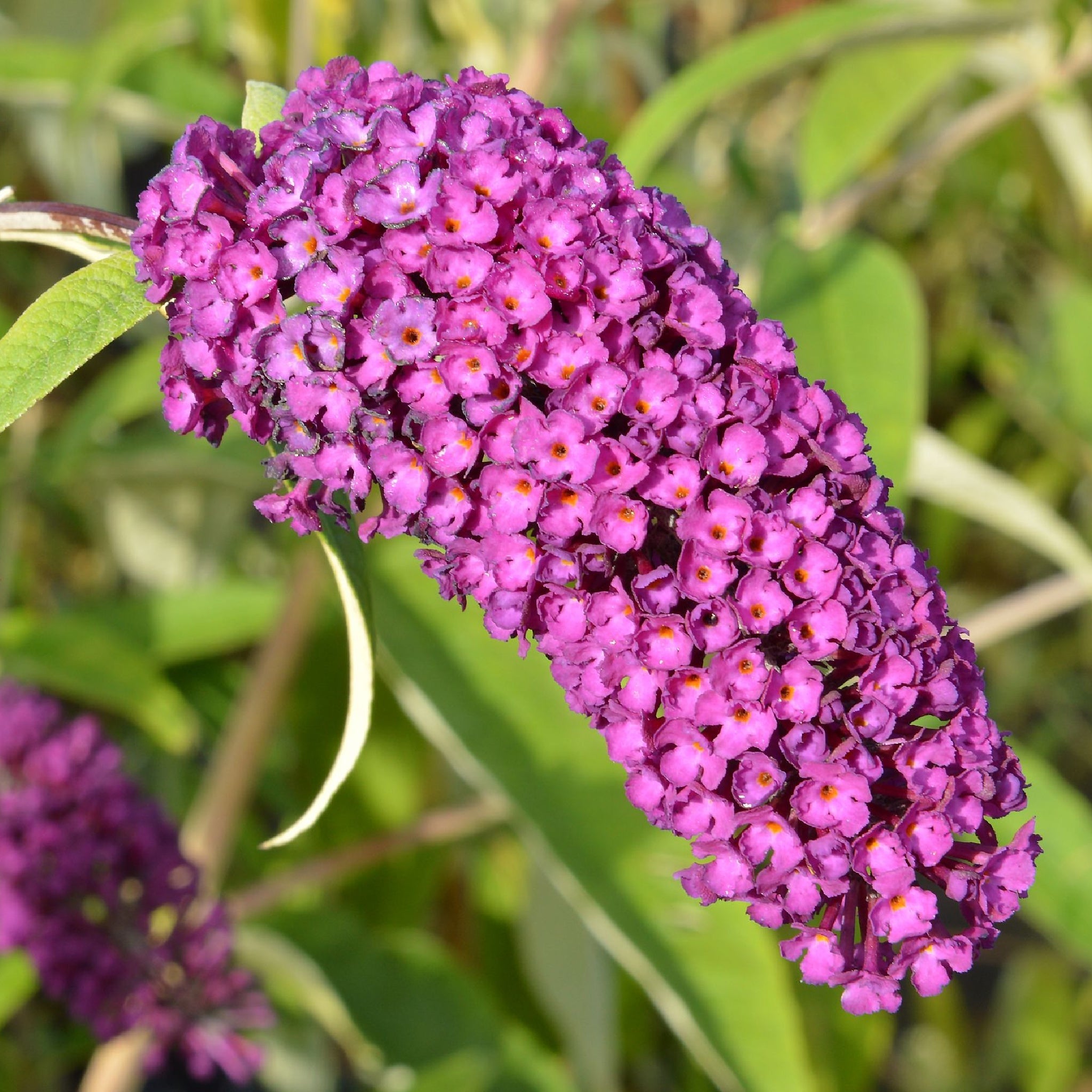 Buddleja davidii 'Royal Red' 1L / 2L One Click Plants