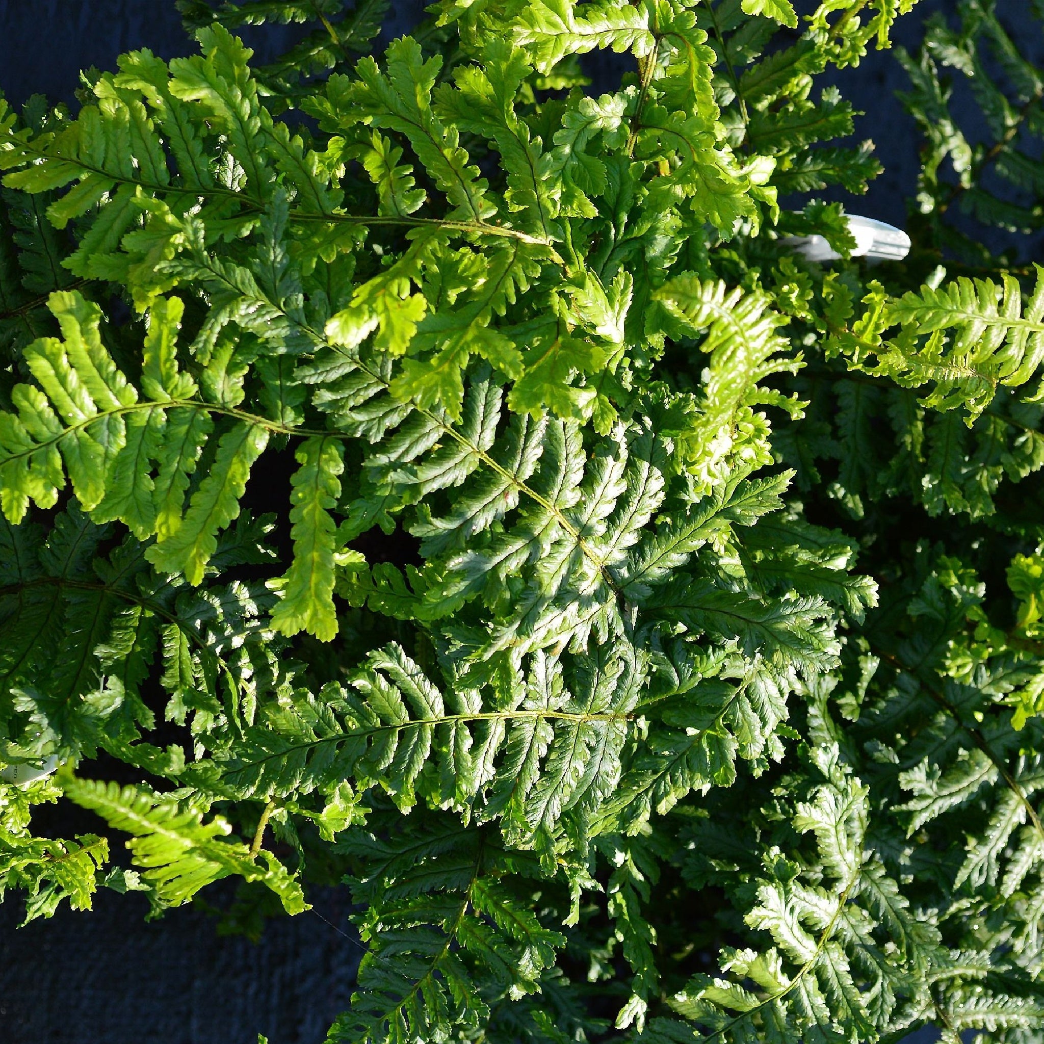 Dryopteris ‘The King’ 9cm Pot One Click Plants