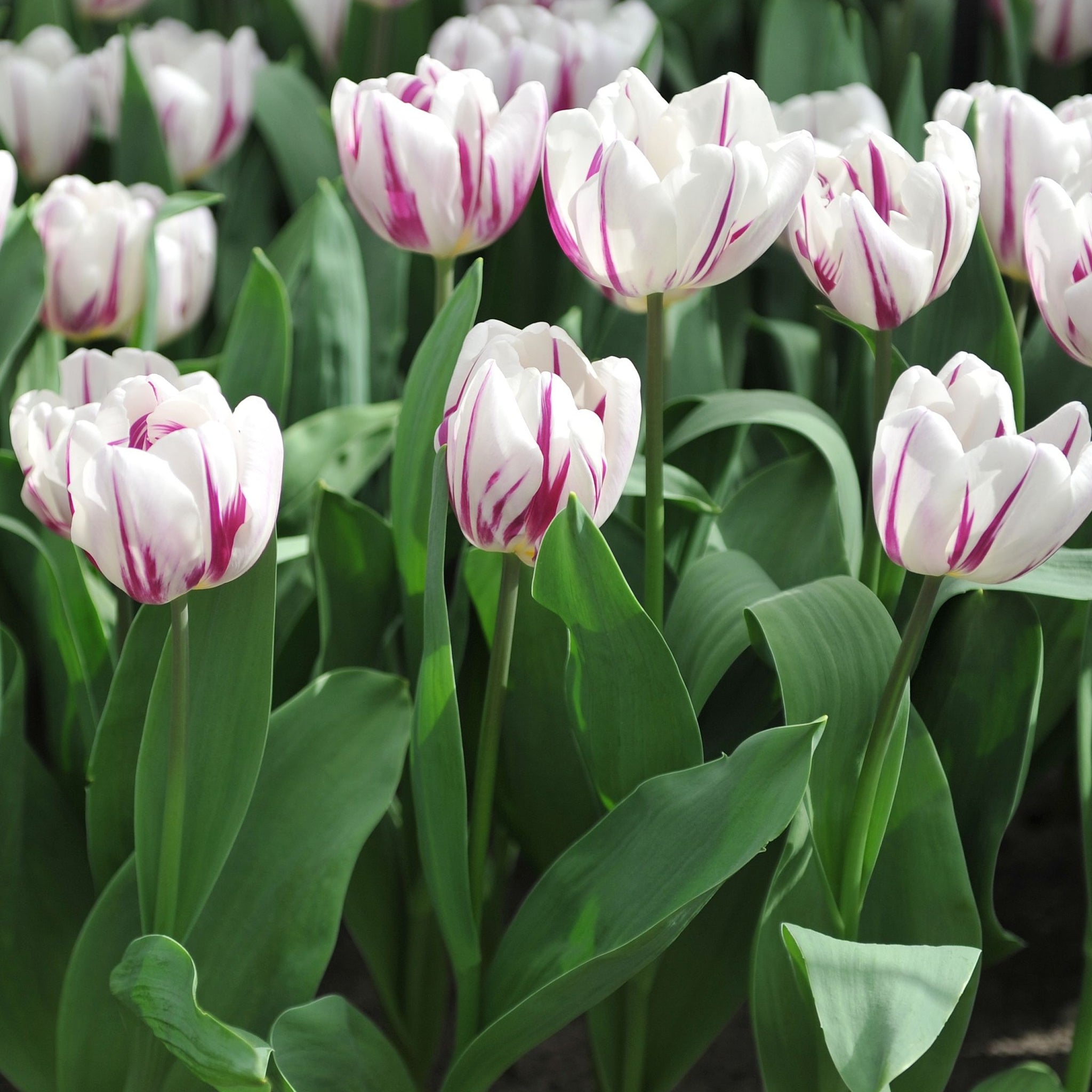 Tulip 'Flaming Flag' (4 Bulbs) One Click Plants