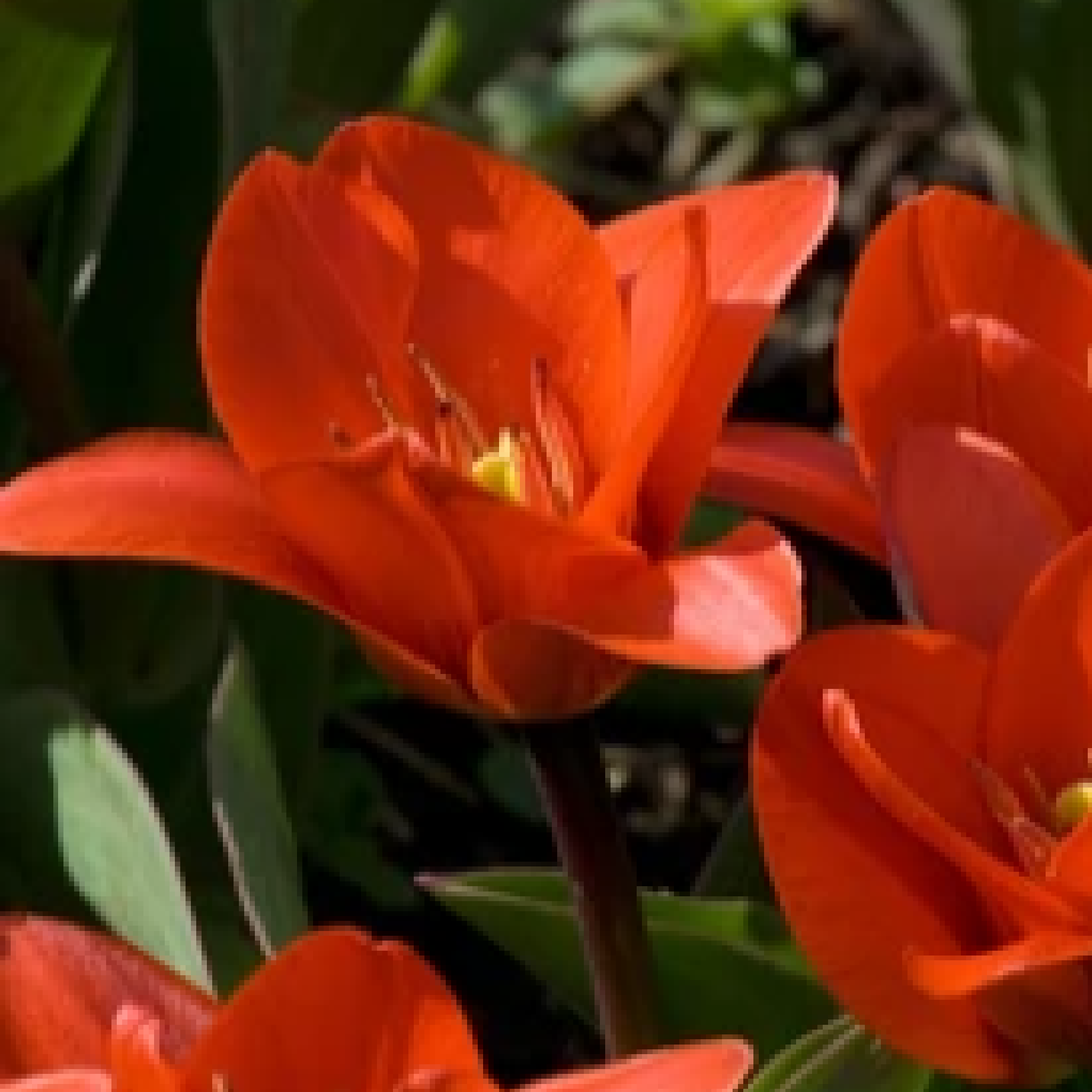 Tulip 'Showwinner' (5 Bulbs) One Click Plants