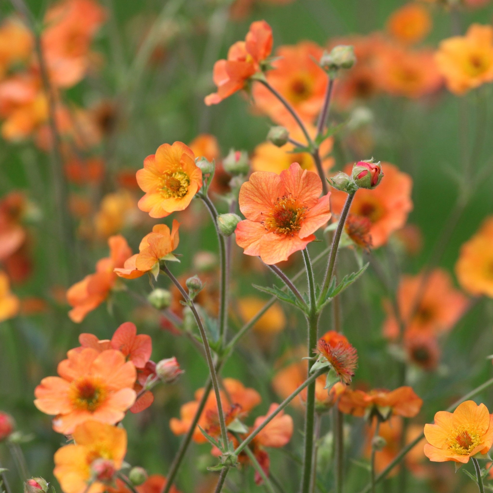 Geum 'Totally Tangerine' 2L One Click Plants