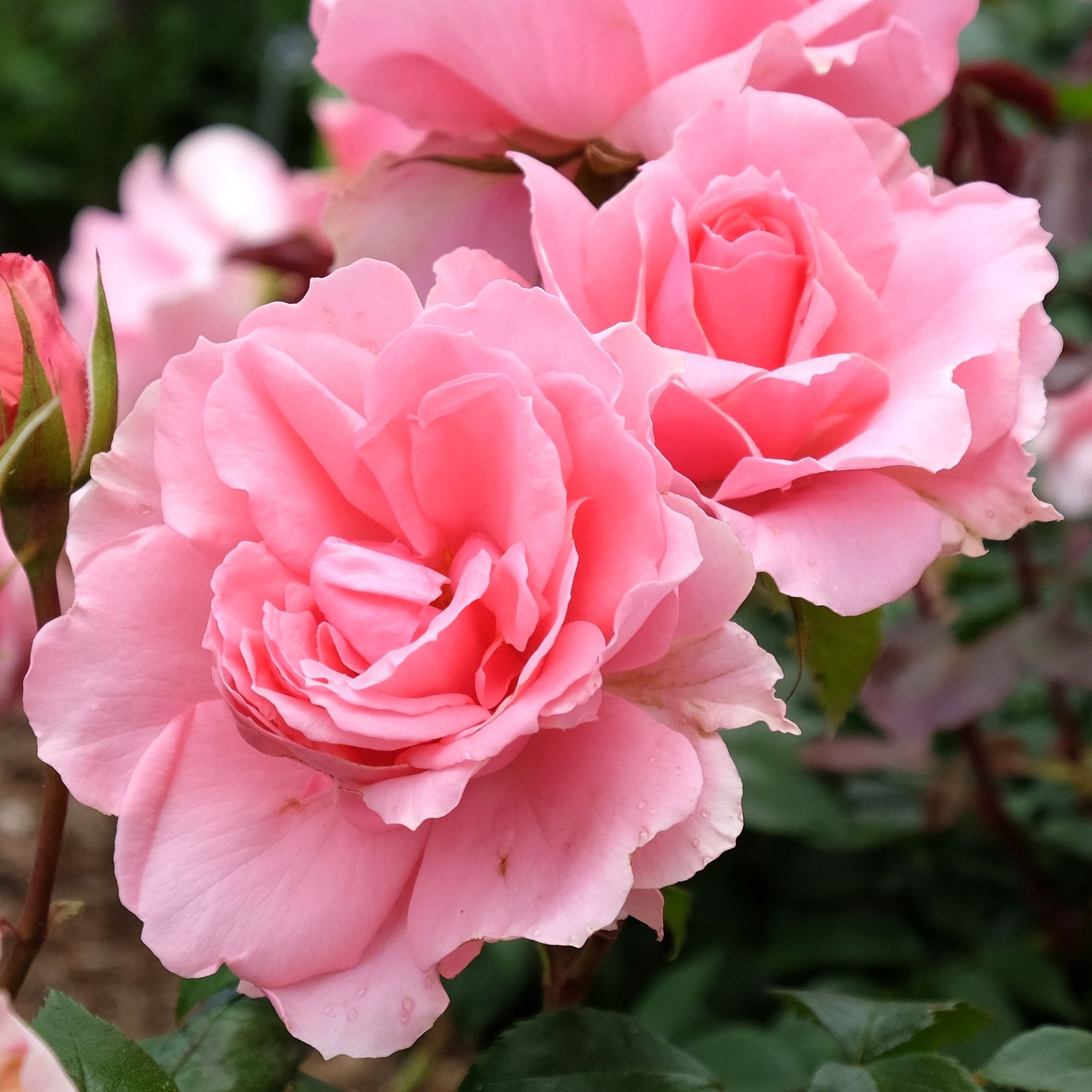 Rose You're Beautiful | Floribunda Rose | 4L Potted Rose One Click Plants