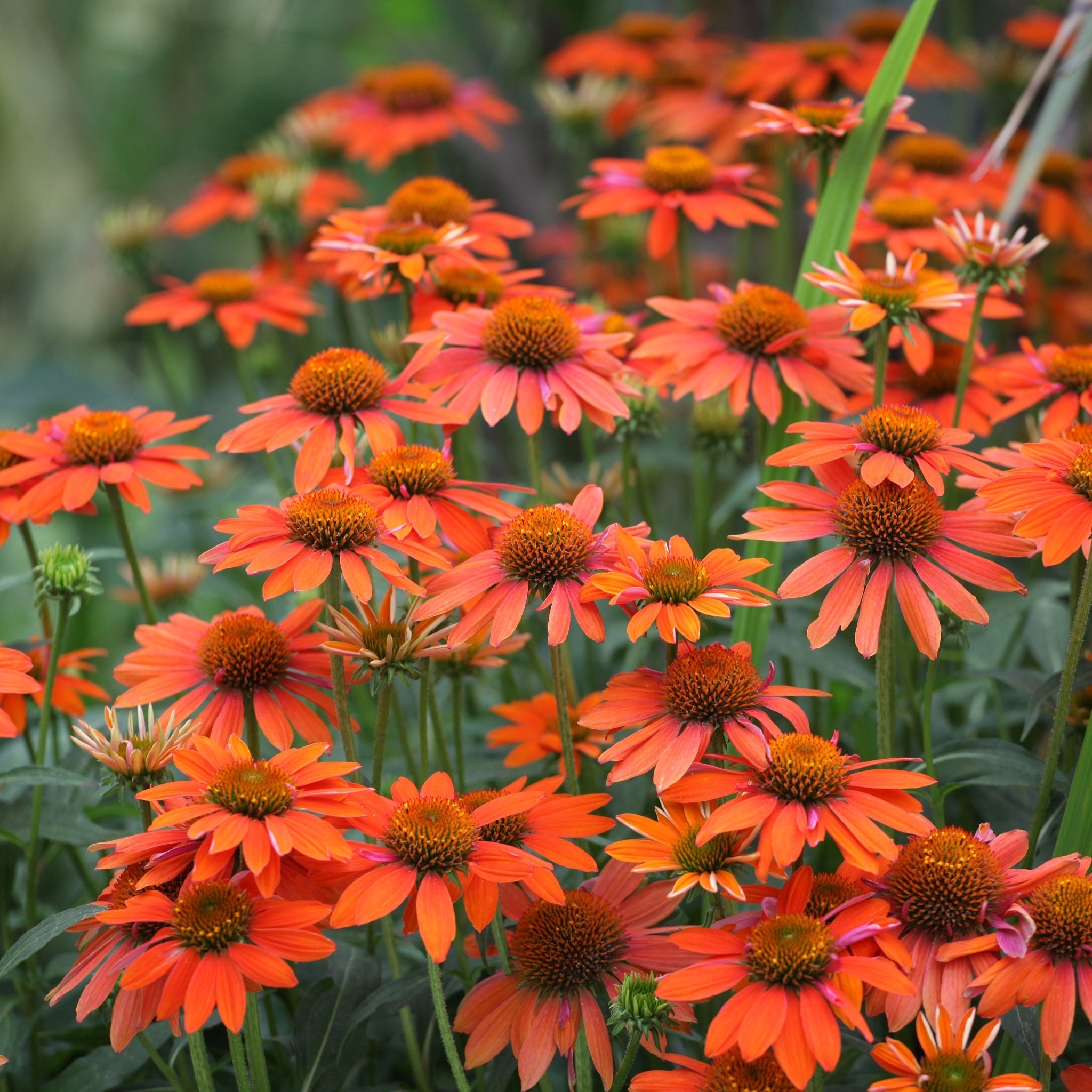 Echinacea purpurea Prairie Blaze Orange Sunset 9cm Pot One Click Plants
