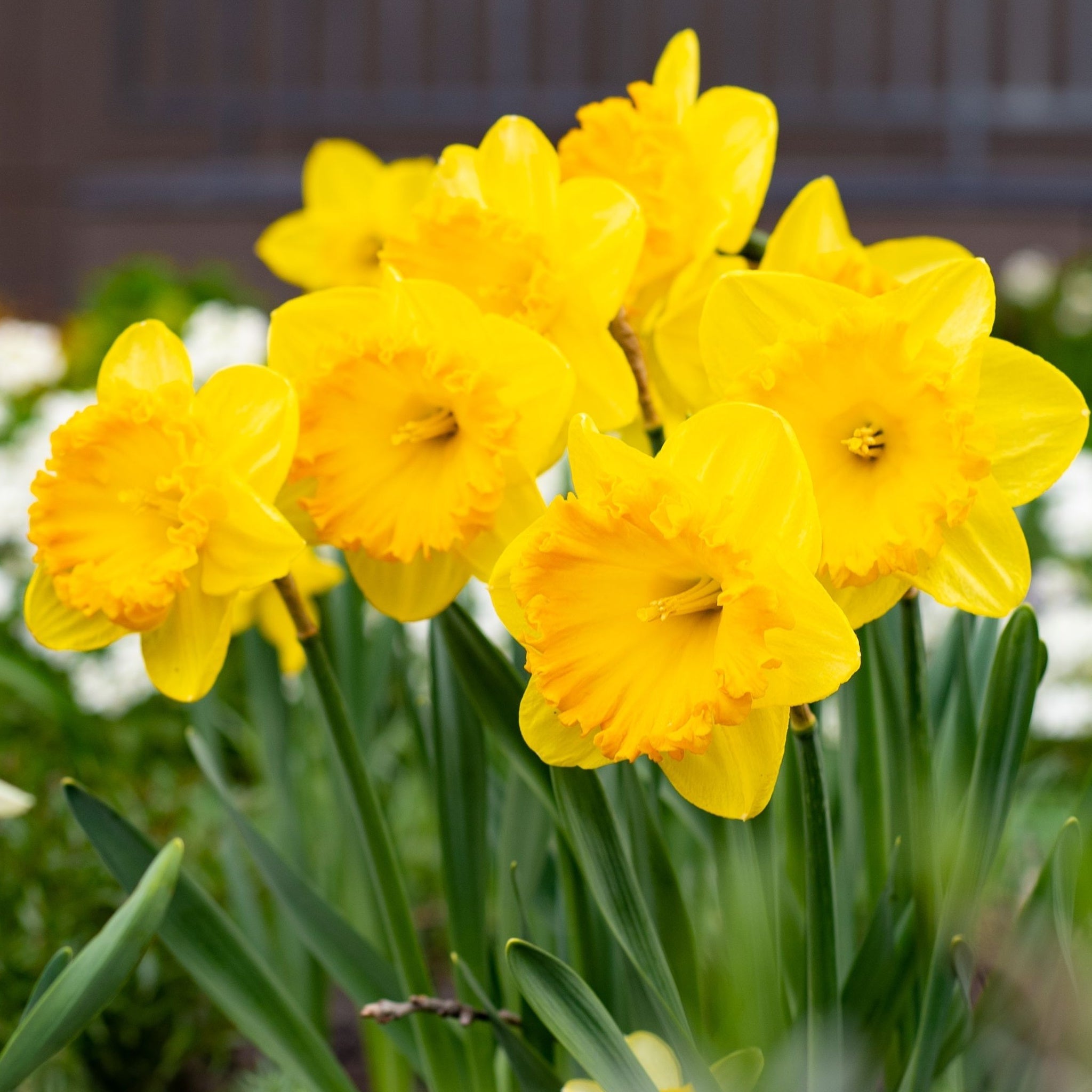 Daffodil 'Carlton' (7 Bulbs) One Click Plants