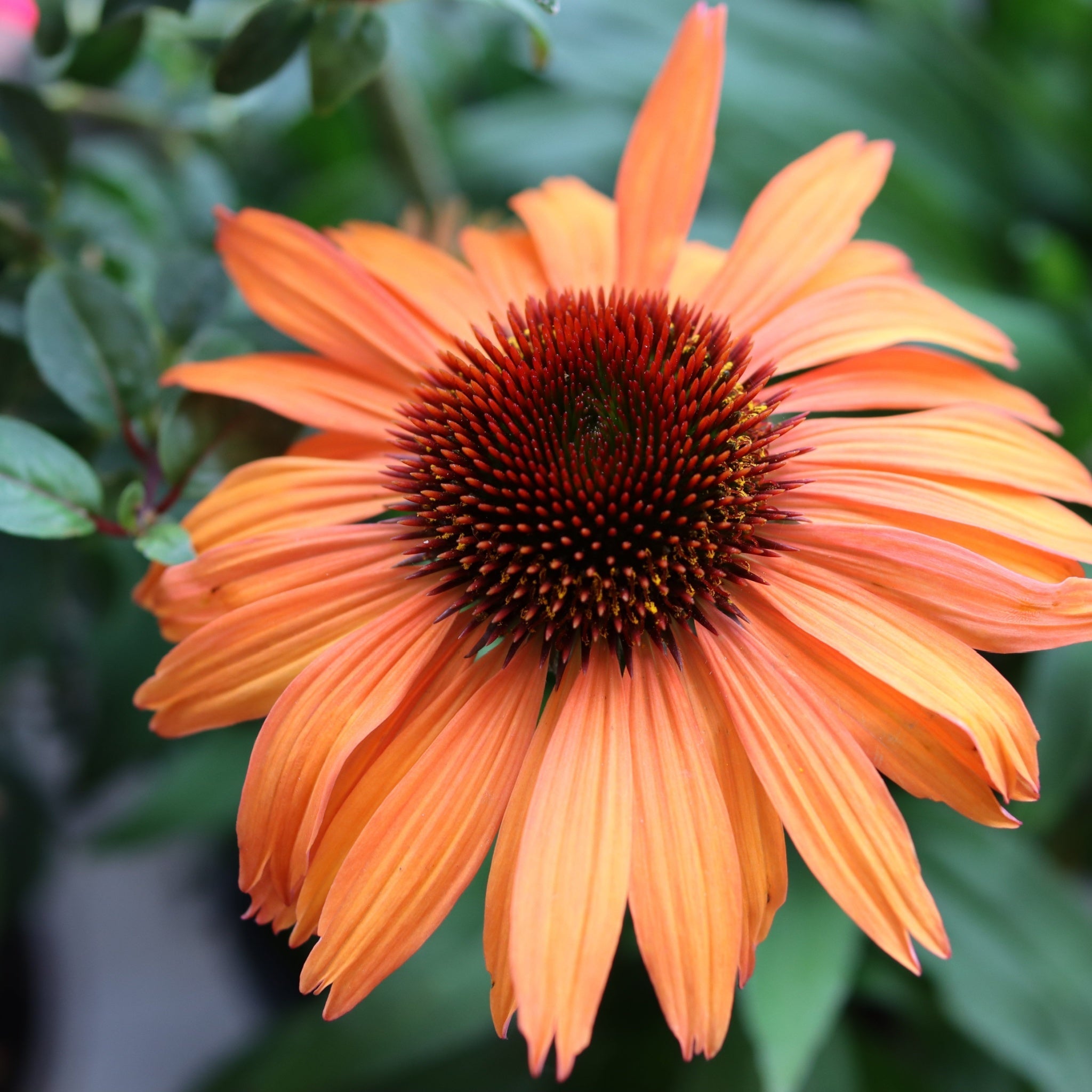 Echinacea purpurea Prairie Blaze Orange Sunset 9cm Pot One Click Plants