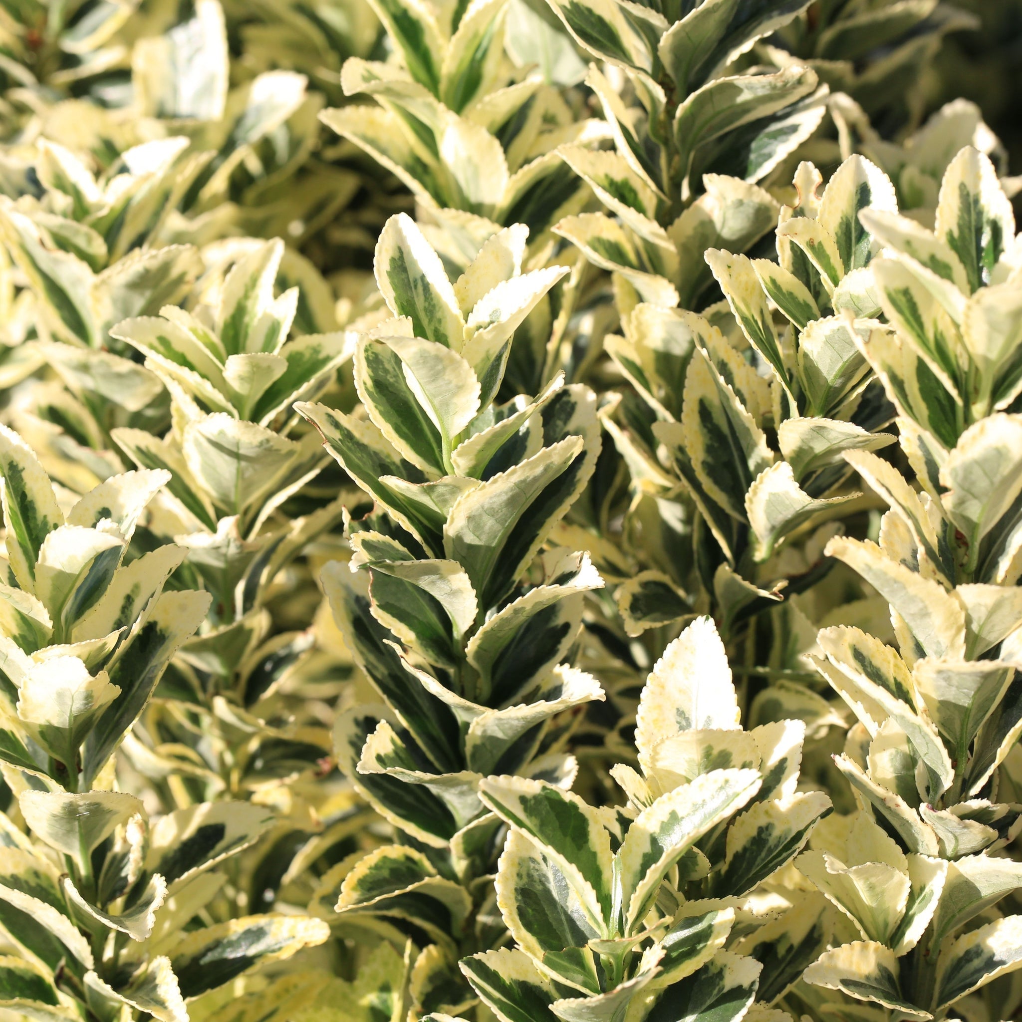Euonymus japonicus 'White Spire' 9cm-4L (Multibuy Offers Available) One Click Plants
