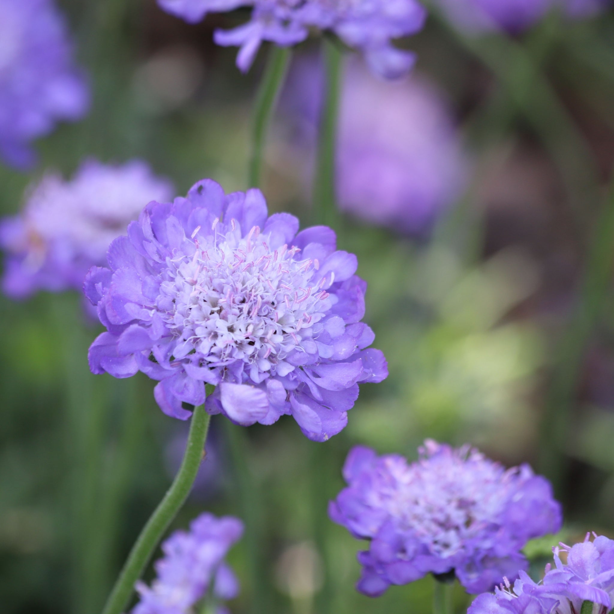 Scabious Butterfly Blue 9cm/2L One Click Plants