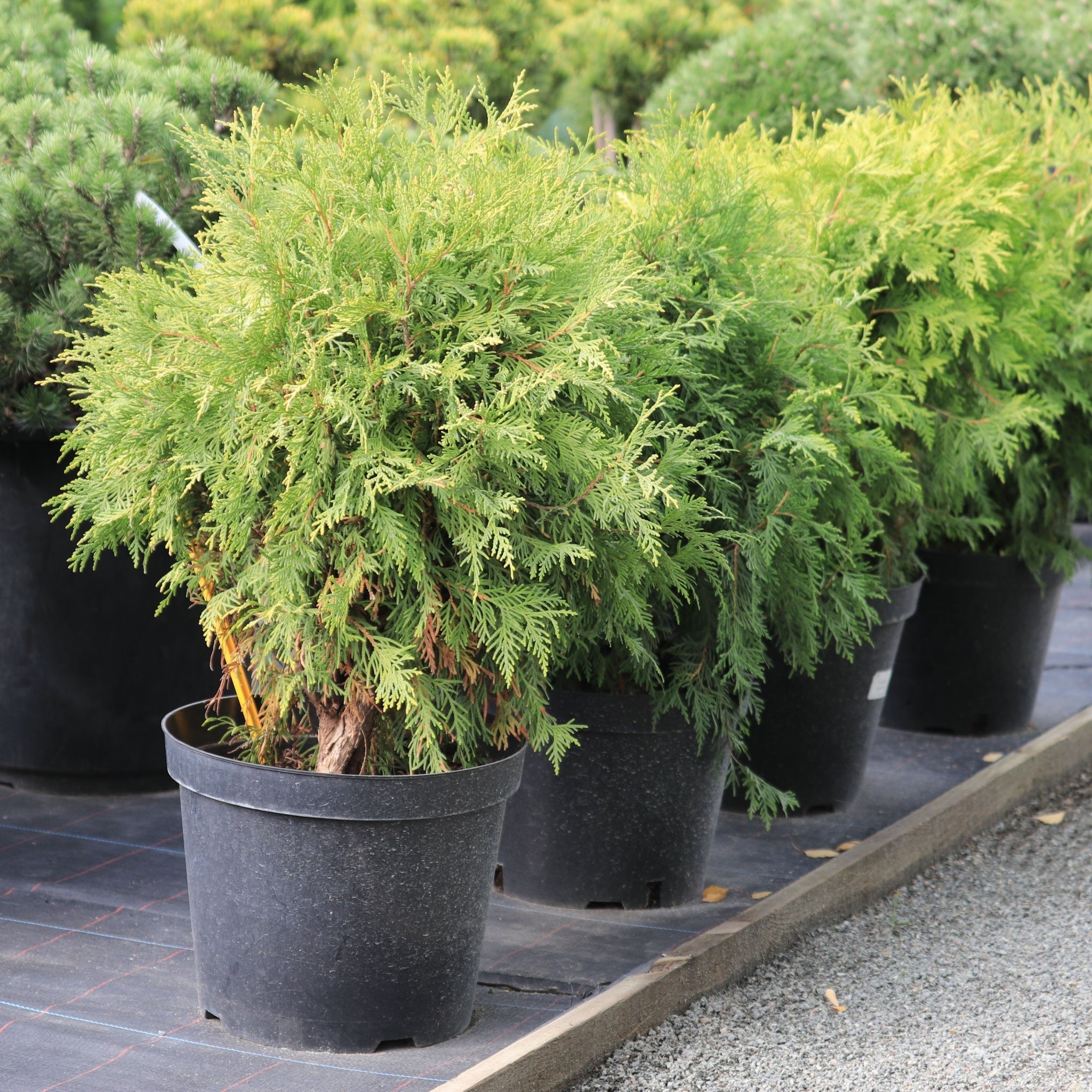 Thuja occidentalis 'Golden Globe' 9cm / 2L One Click Plants
