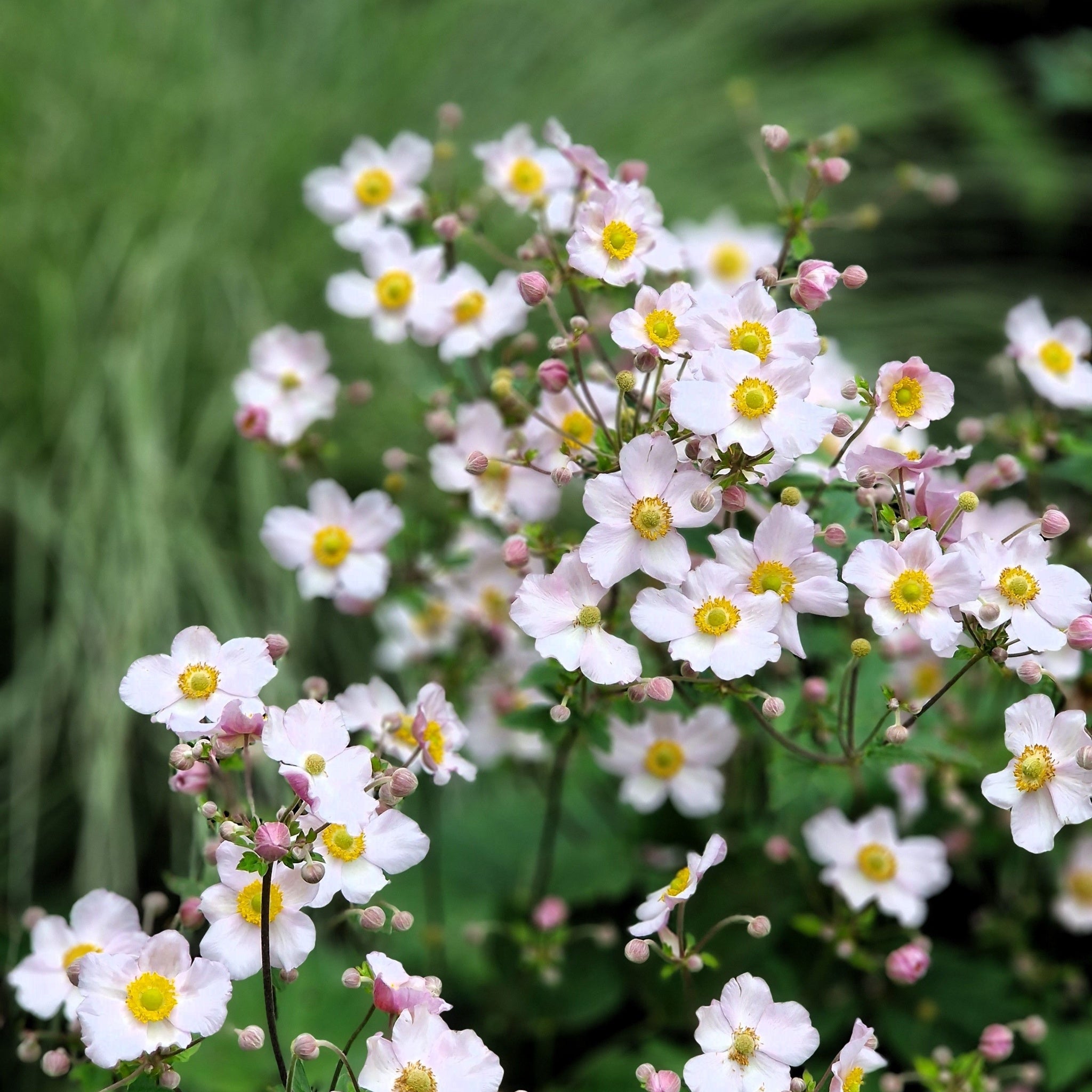 Chloe's Season Long Colour Mix (6x9cm Pots) One Click Plants