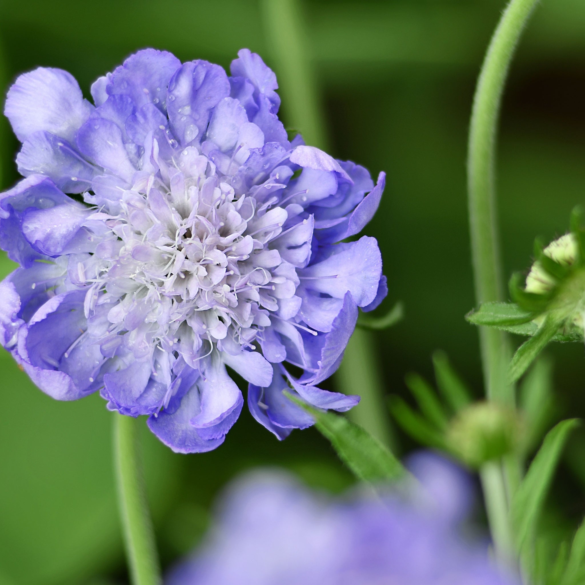 Scabious Butterfly Blue 9cm/2L One Click Plants