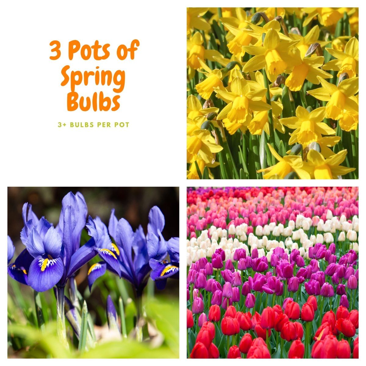 Our selection of 3 Potted Spring Bulbs One Click Plants