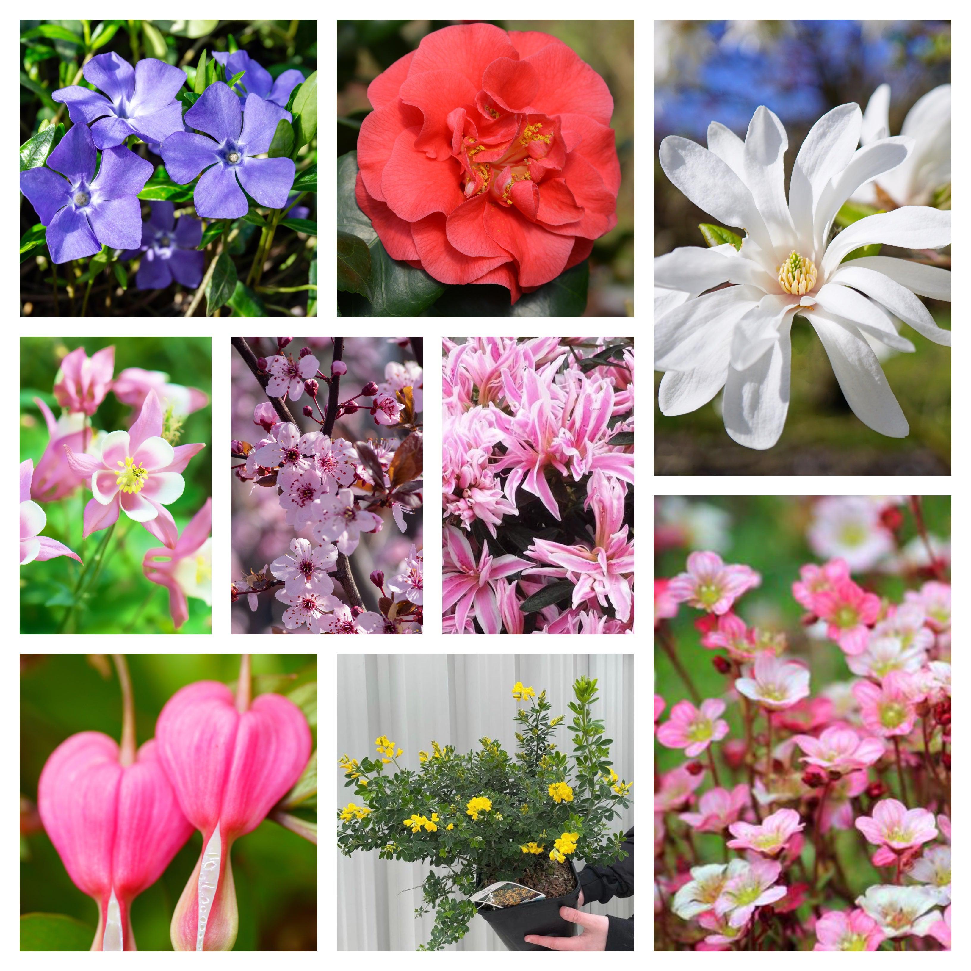 Spring Flowering Mega Bundle One Click Plants