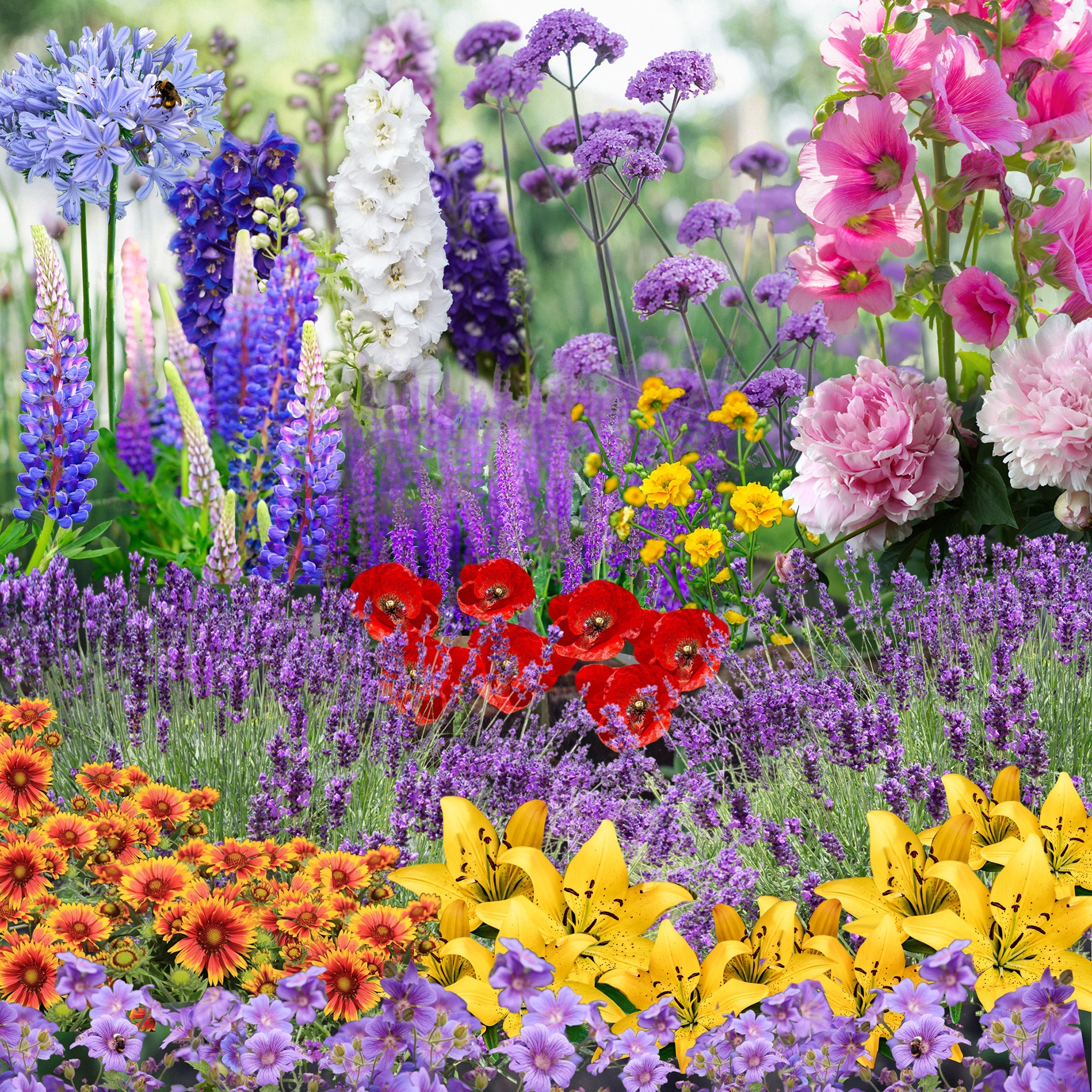 Our Hand Picked Selection of Plants For a Sunny Location One Click Plants