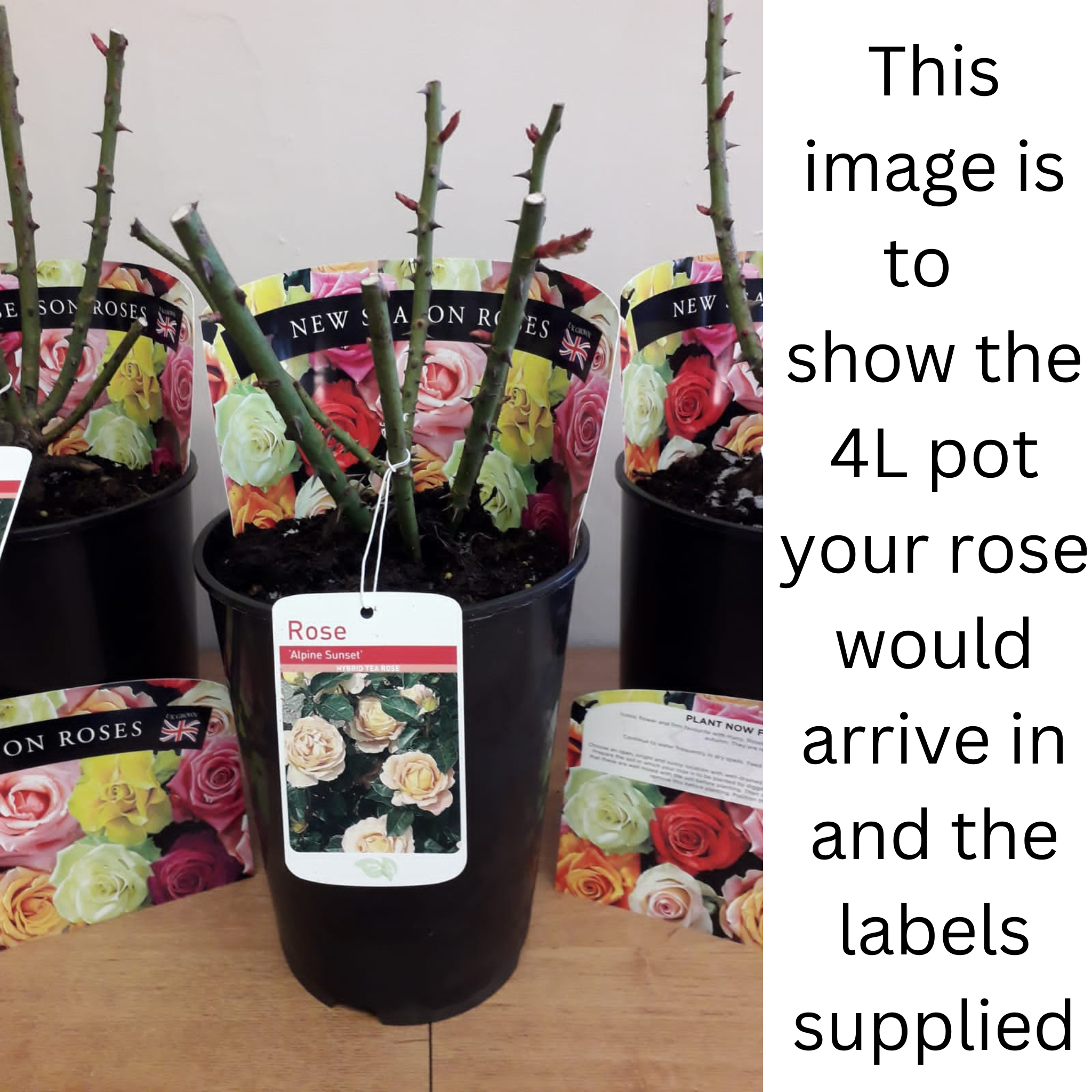Rose Lovestruck | Floribunda | 4L Potted Rose One Click Plants
