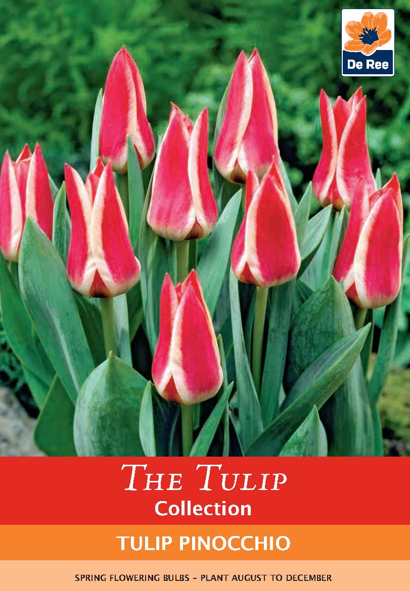 Dwarf Tulip 'Pinocchio' (6 Bulbs) One Click Plants