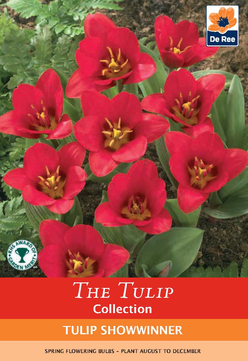Tulip 'Showwinner' (5 Bulbs) One Click Plants