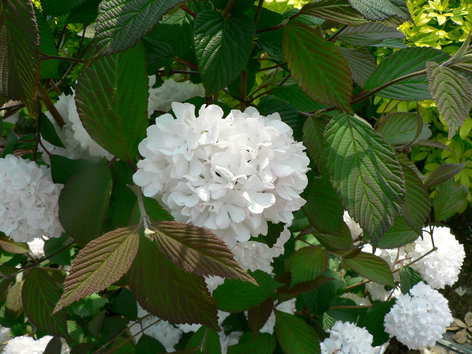 Viburnum opulus 'Roseum' (Snowball) 9cm / 2L / 5L One Click Plants
