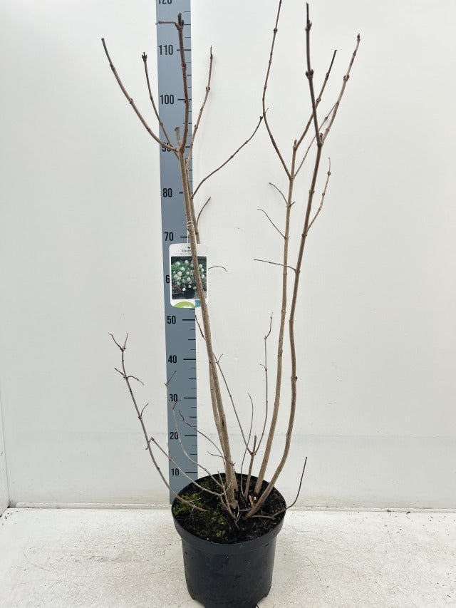 Viburnum opulus 'Roseum' (Snowball) 9cm / 2L / 5L 5L (90-100cm inc. growers pot) One Click Plants