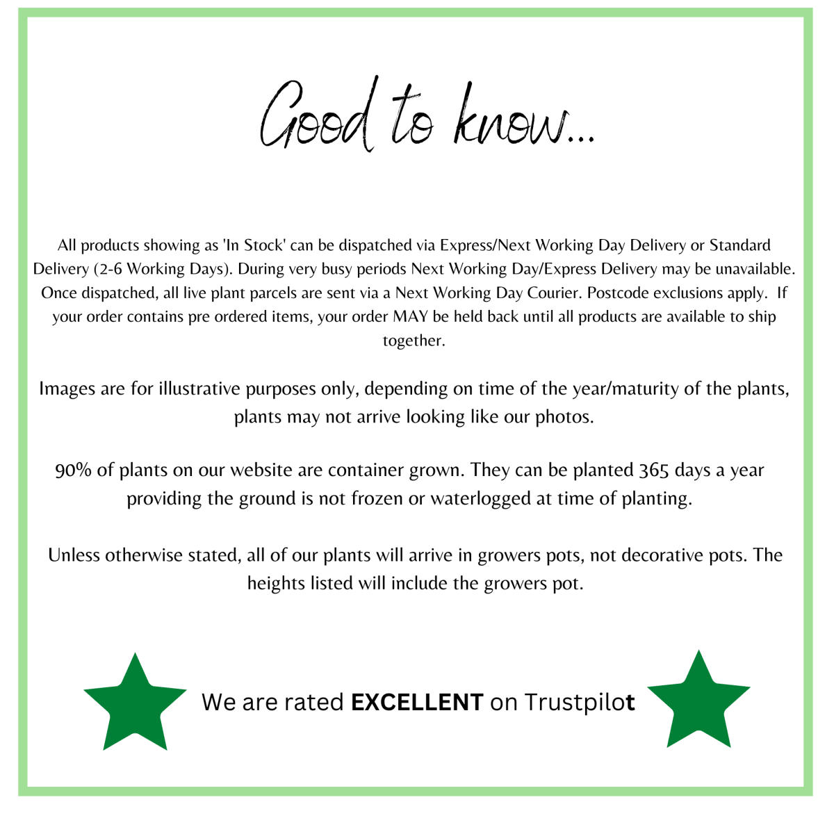 Acer palmatum 'Atropurpureum' 170cm 50L One Click Plants