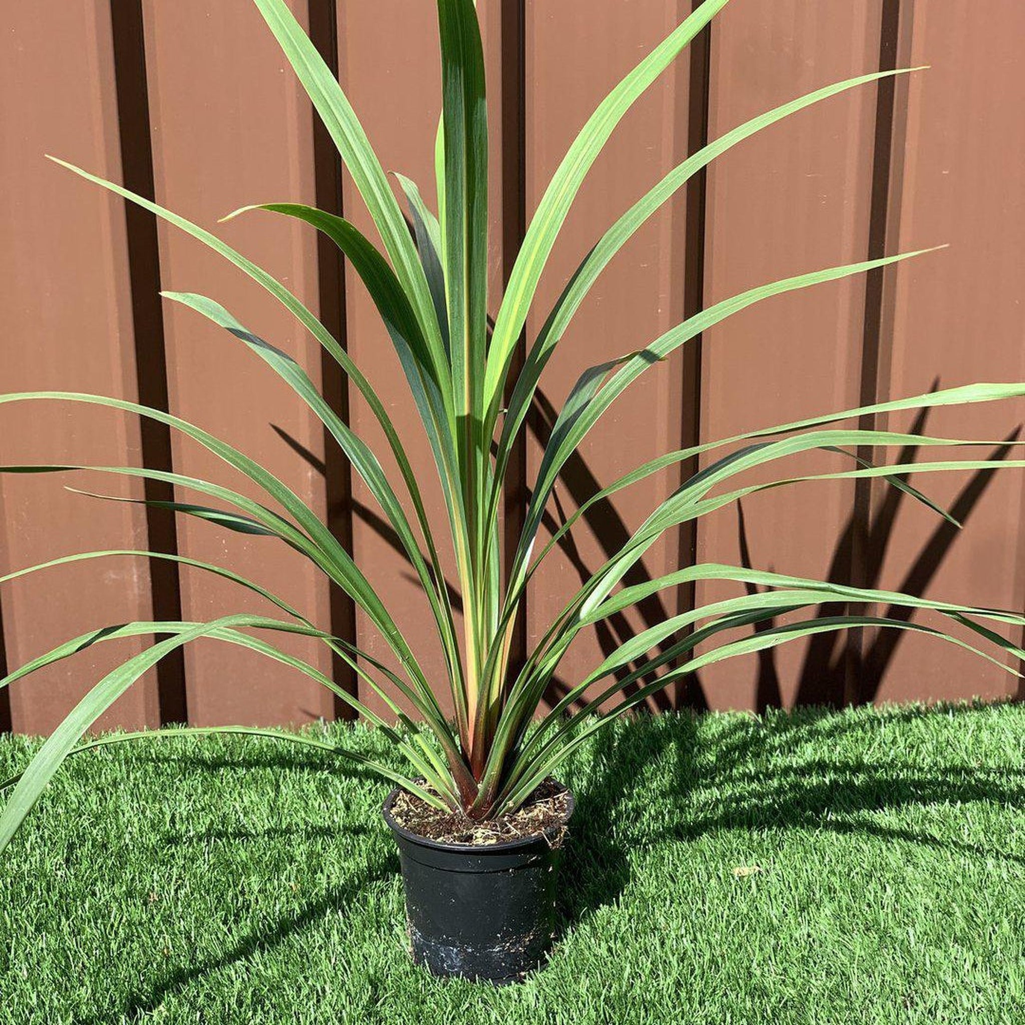 Cordyline australis Peko - Green (3 sizes available) 11cm (40-50cm inc. pot) One Click Plants
