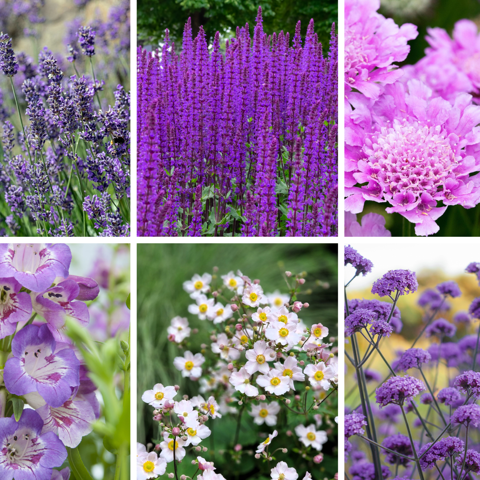 Chloe's Season Long Colour Mix (6x9cm Pots) One Click Plants