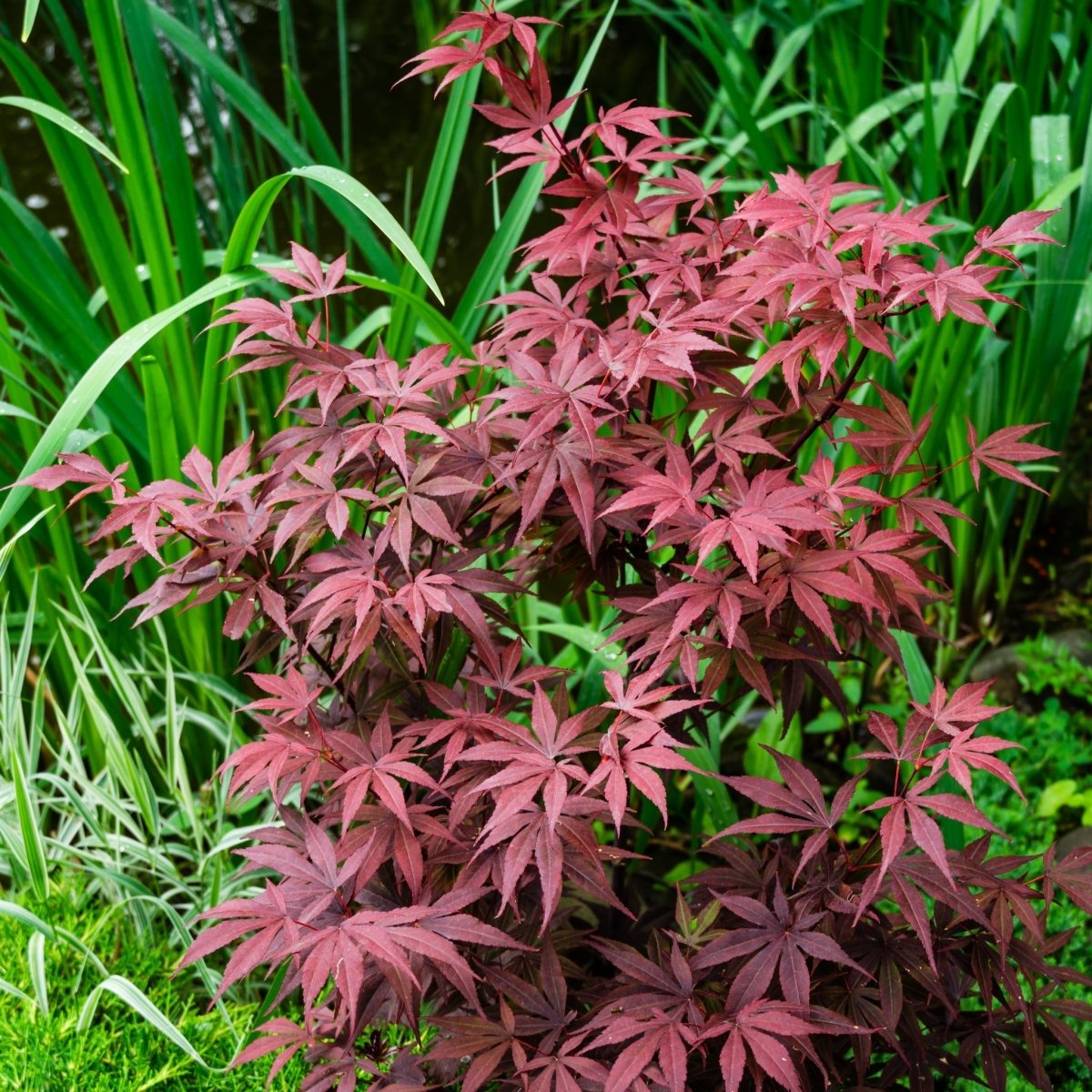 Acer palmatum 'Atropurpureum' 170cm 50L One Click Plants