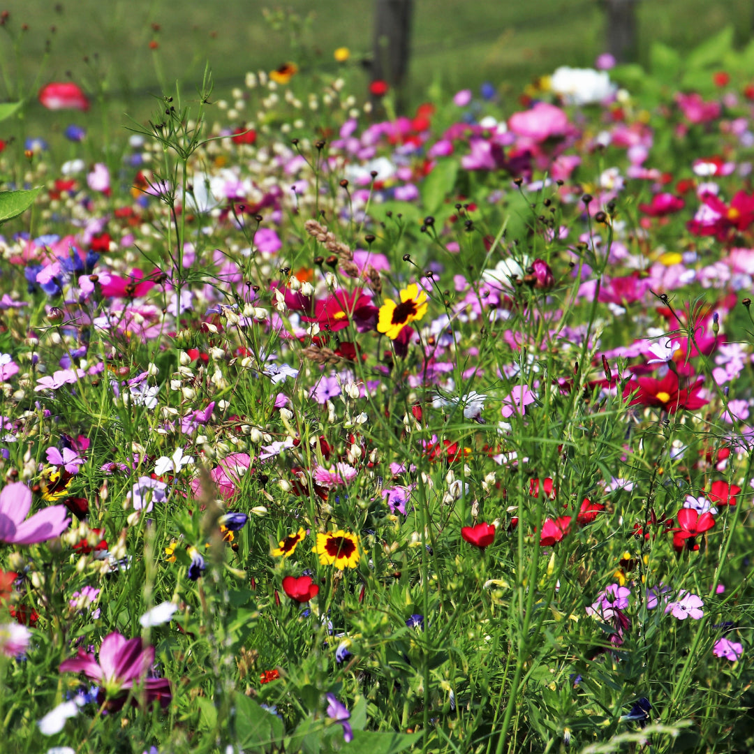 Pack of Bee Friendly Wild Flower Seeds Curious Minds