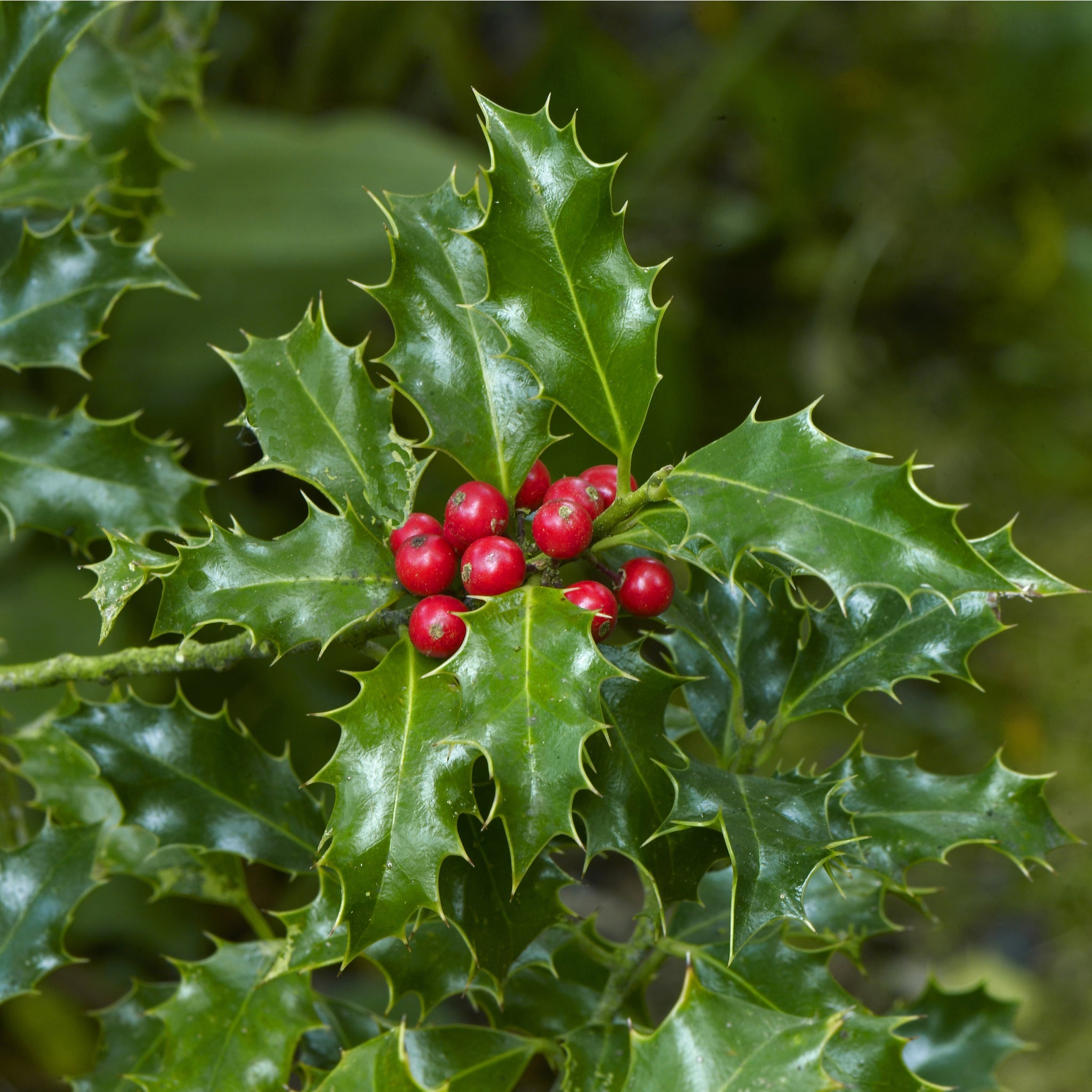Ilex 'Blue Angel' Holly 2L One Click Plants