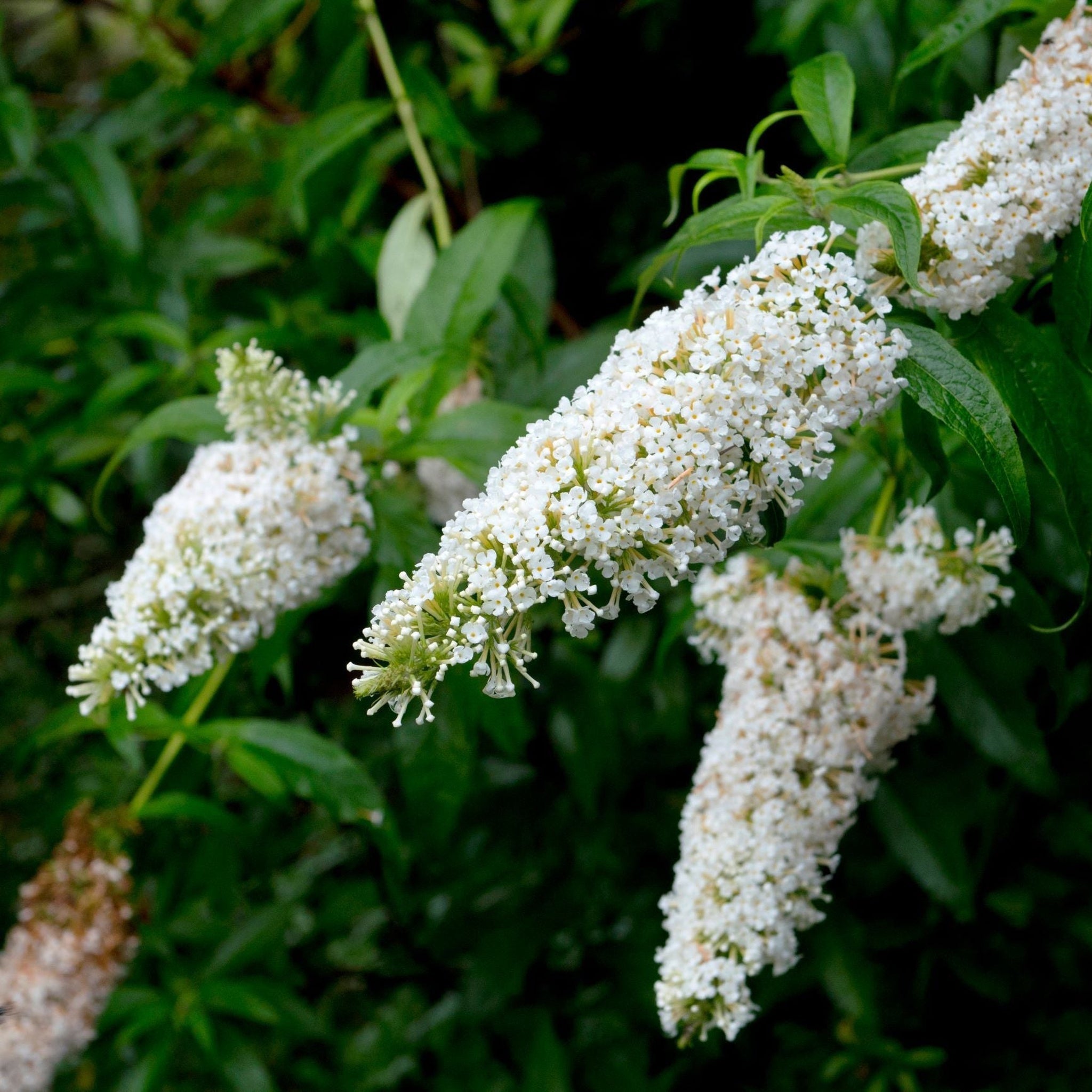 Buddleja davidii 'White Profusion' One Click Plants