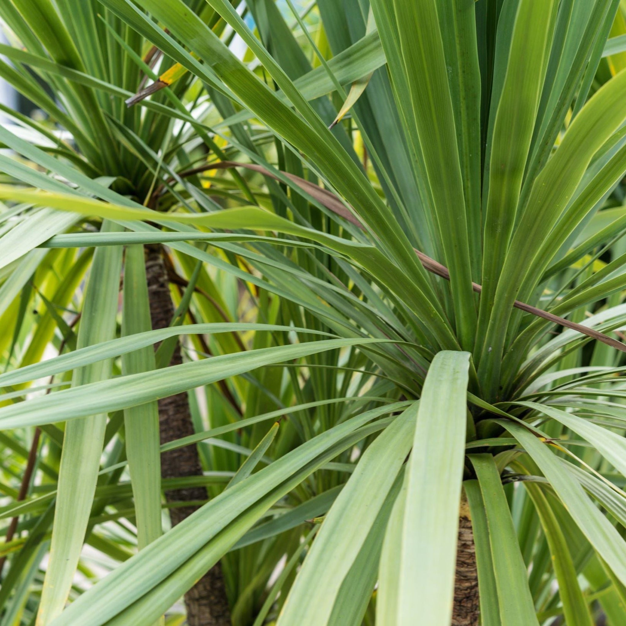 Cordyline australis Peko - Green (3 sizes available) One Click Plants