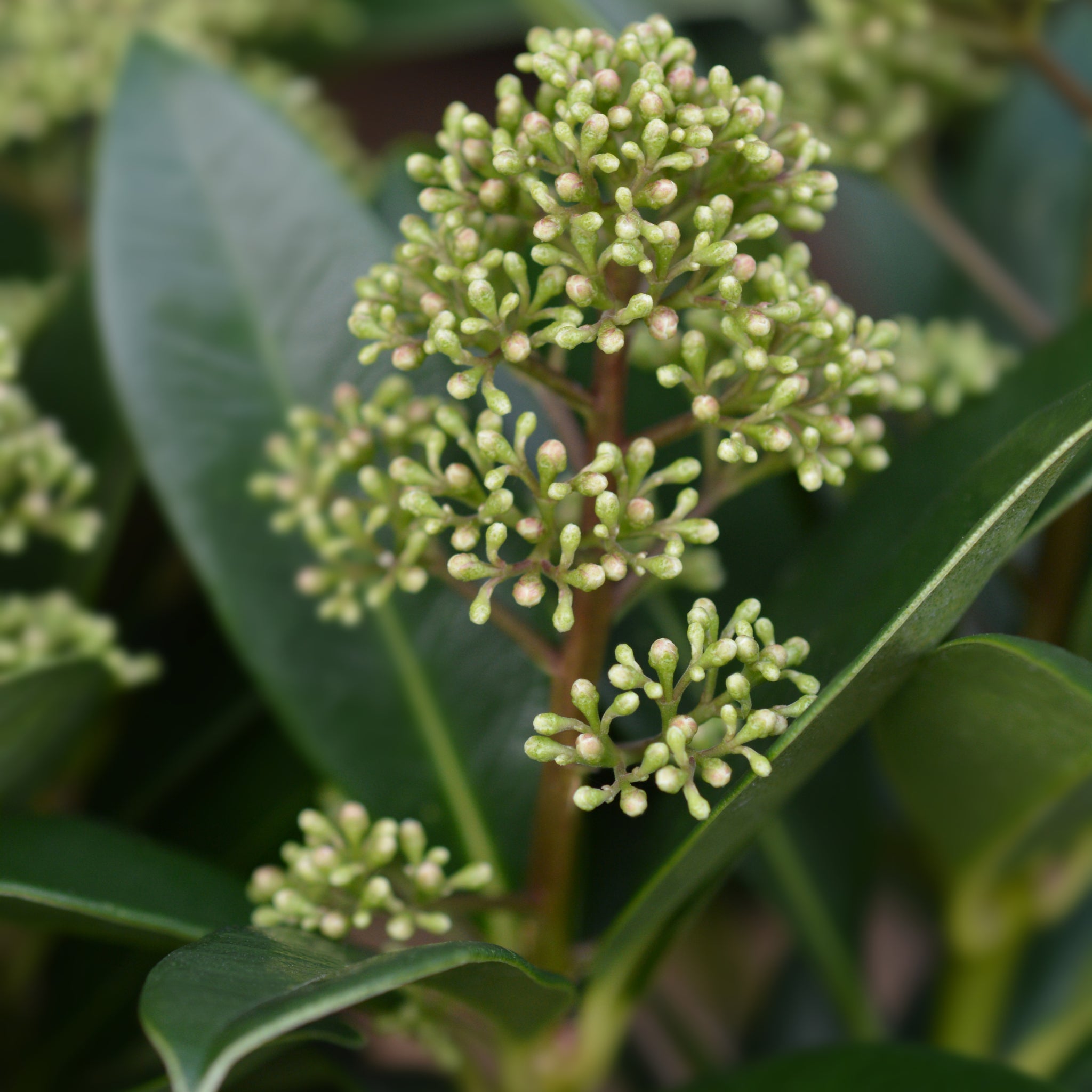 Skimmia japonica 'Finchy' 10.5cm / 2L / 5L One Click Plants