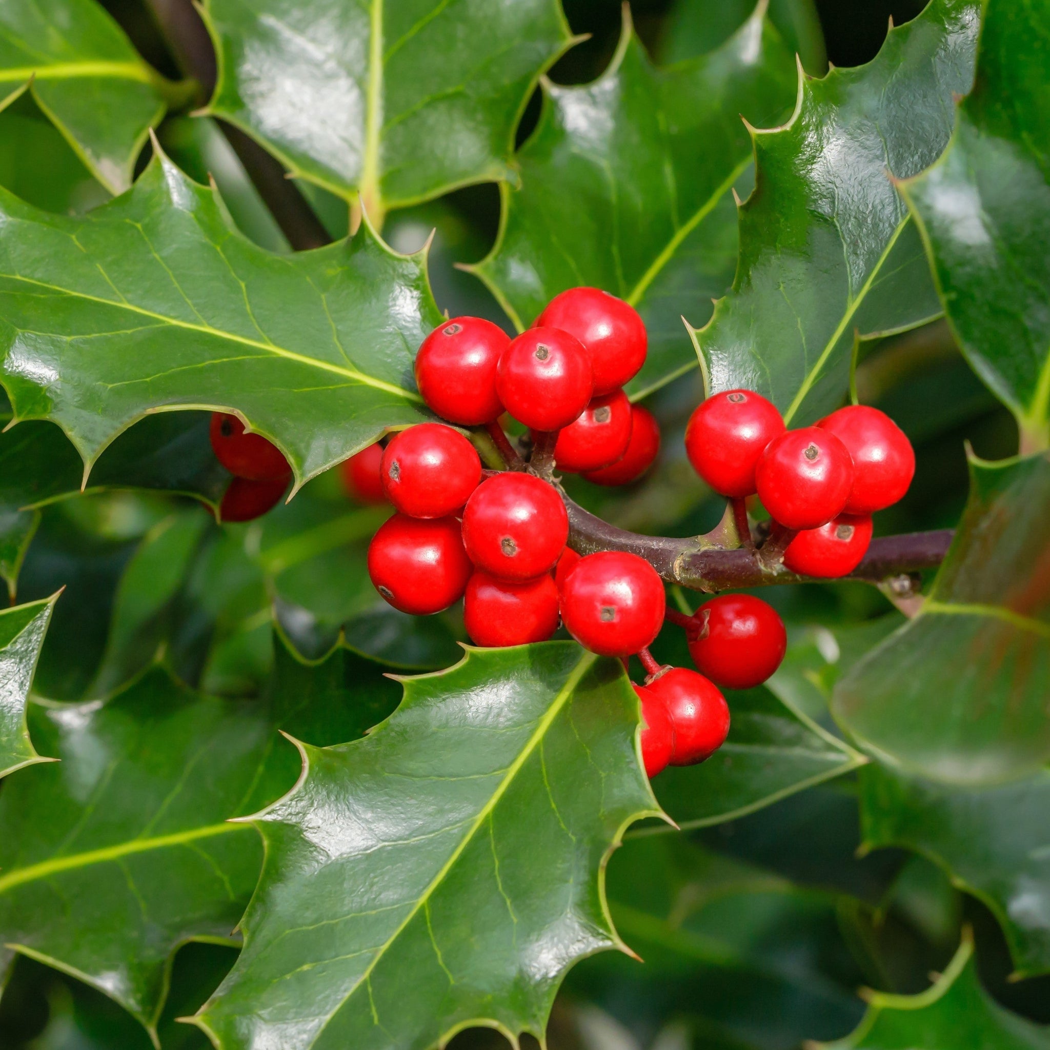 Ilex 'Blue Angel' Holly 2L One Click Plants