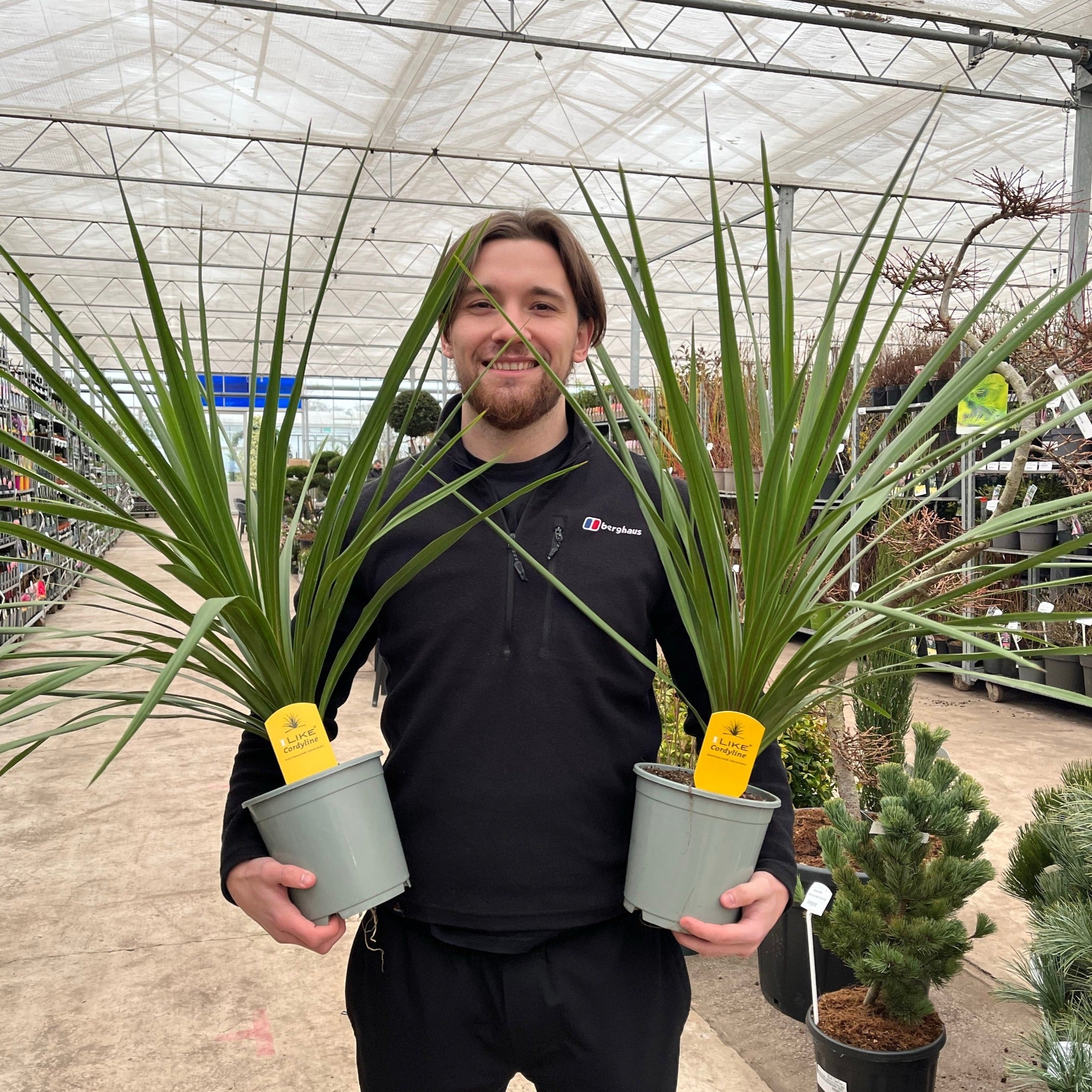 Cordyline australis Peko - Green (3 sizes available) One Click Plants