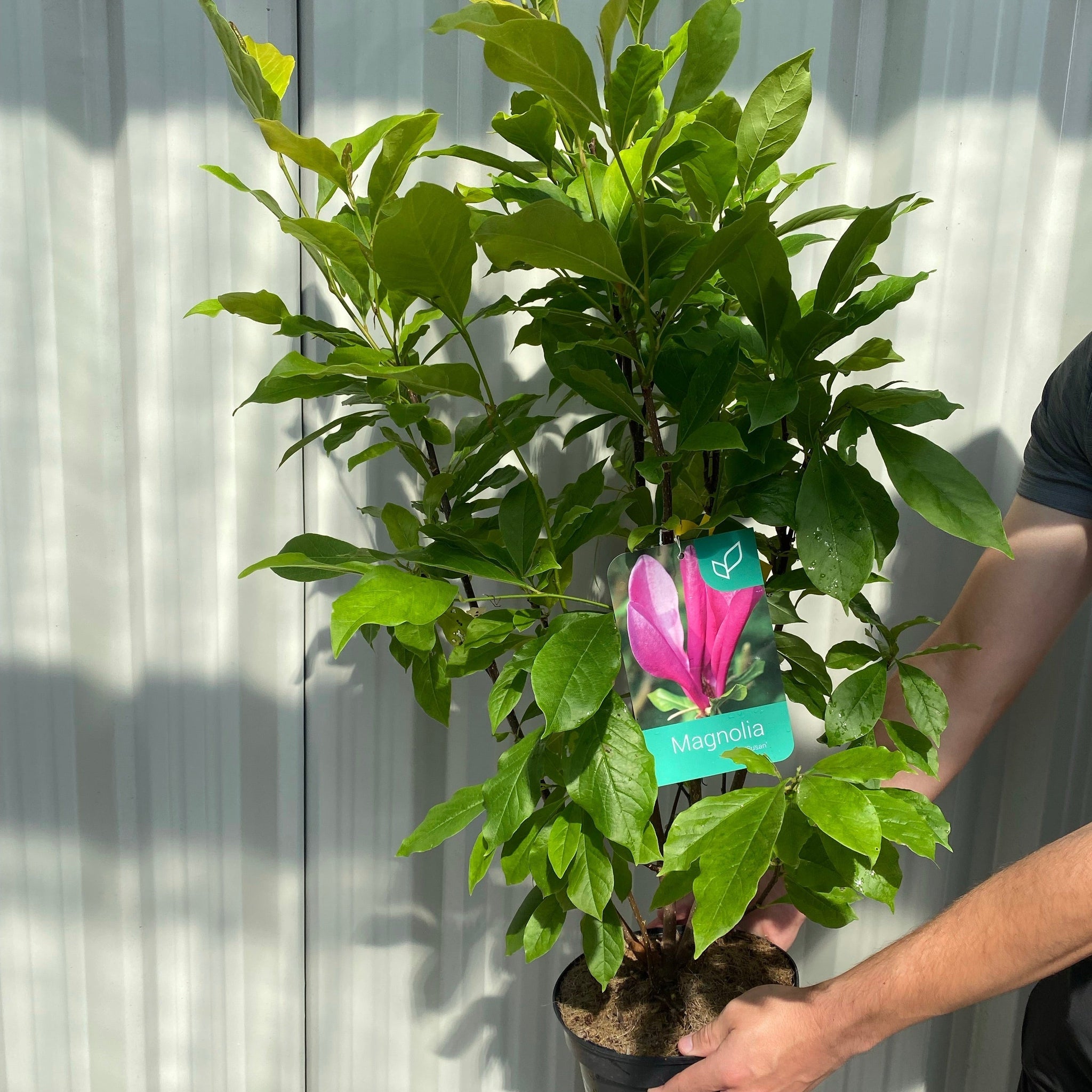 Magnolia 'Susan' 9cm - 3L 3L Pot One Click Plants