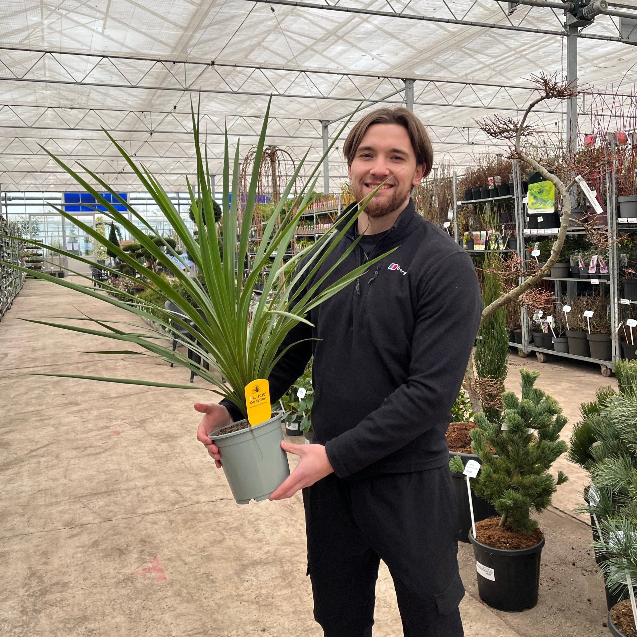Cordyline australis Peko - Green (3 sizes available) 2L (70-80cm inc. pot) One Click Plants