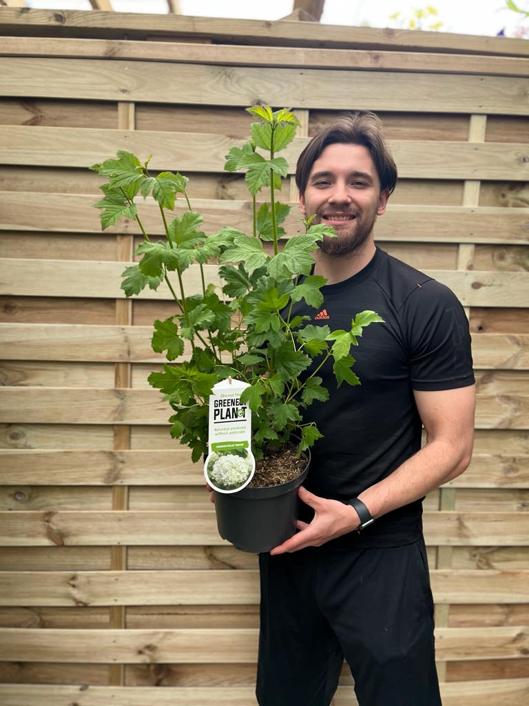 Viburnum opulus 'Roseum' (Snowball) 9cm / 2L / 5L 2L (40-50cm inc. growers pot) One Click Plants