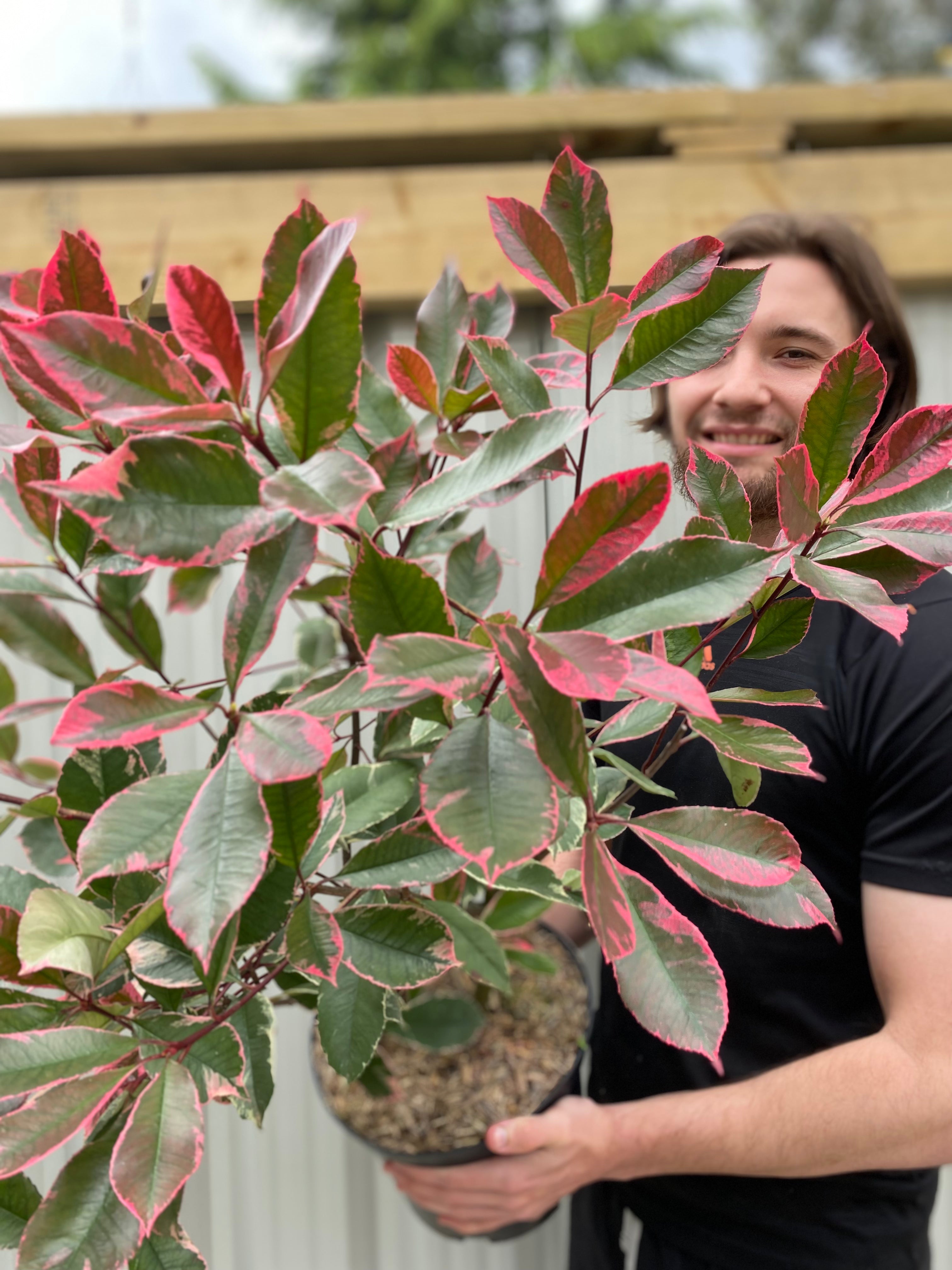 Photina x fraseri 'Louise' 9cm/2L/5L One Click Plants