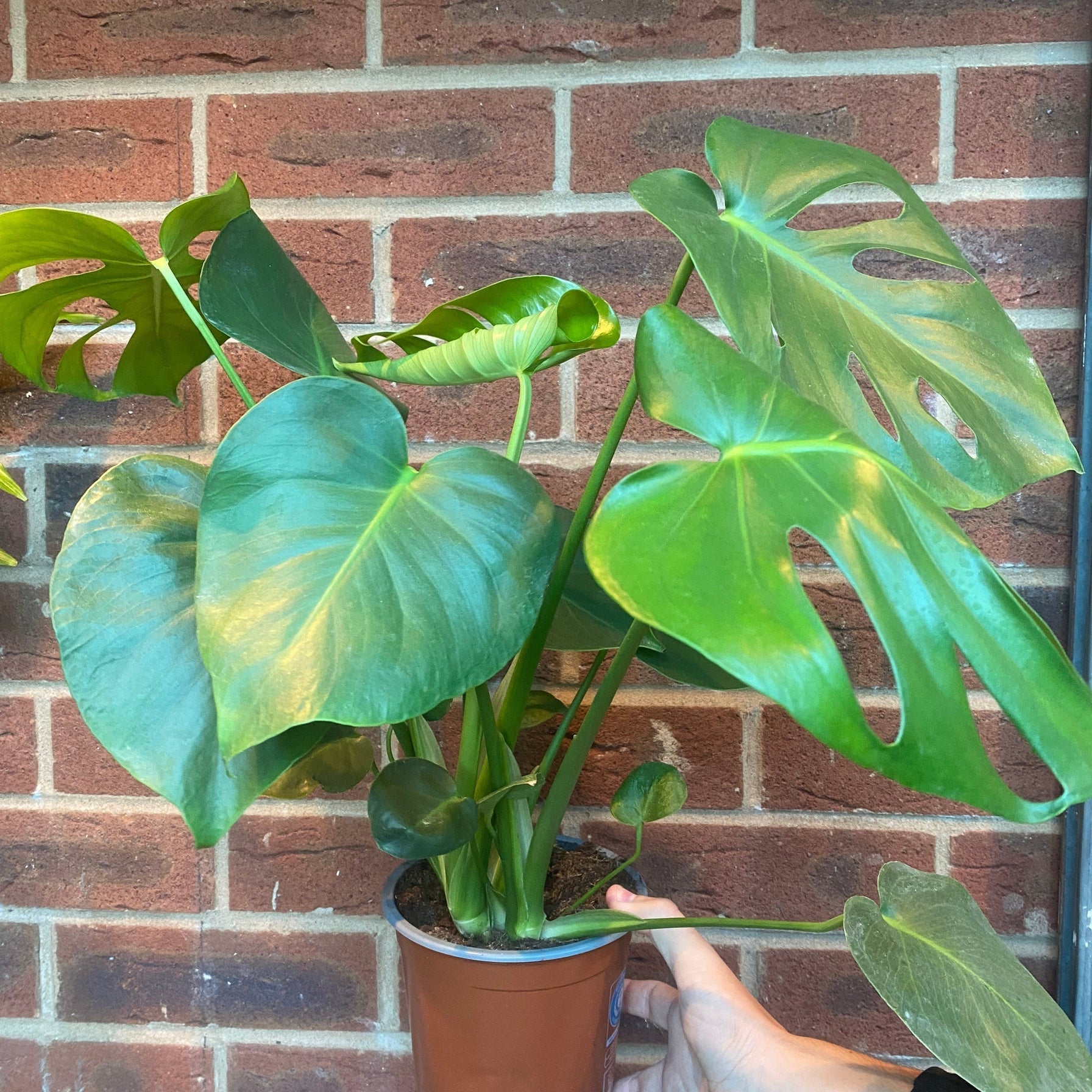 Monstera Deliciosa (Swiss Cheese) (50-60cm) One Click Plants