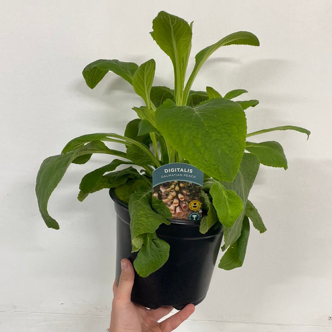 Digitalis purpurea 'Dalmatian Peach' (Foxglove) 9cm/3L One Click Plants