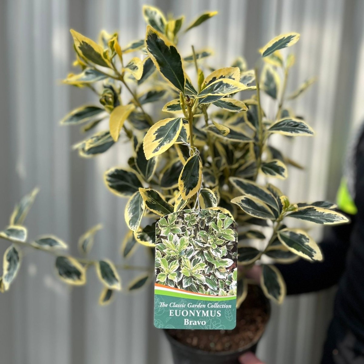 Euonymus japonicus 'Bravo' 9cm / 3L One Click Plants