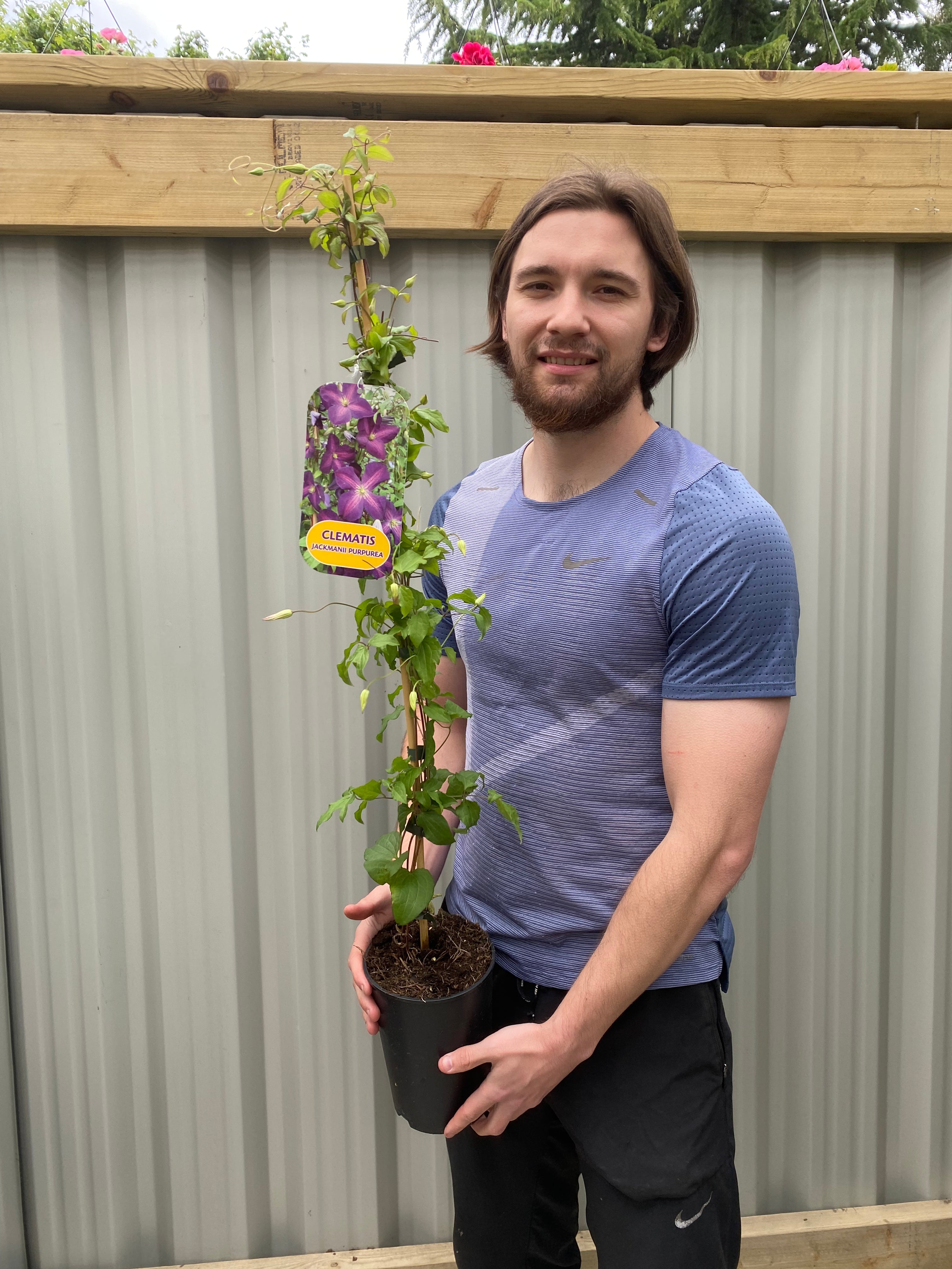 Clematis 'jackmanii purpurea' 60cm One Click Plants