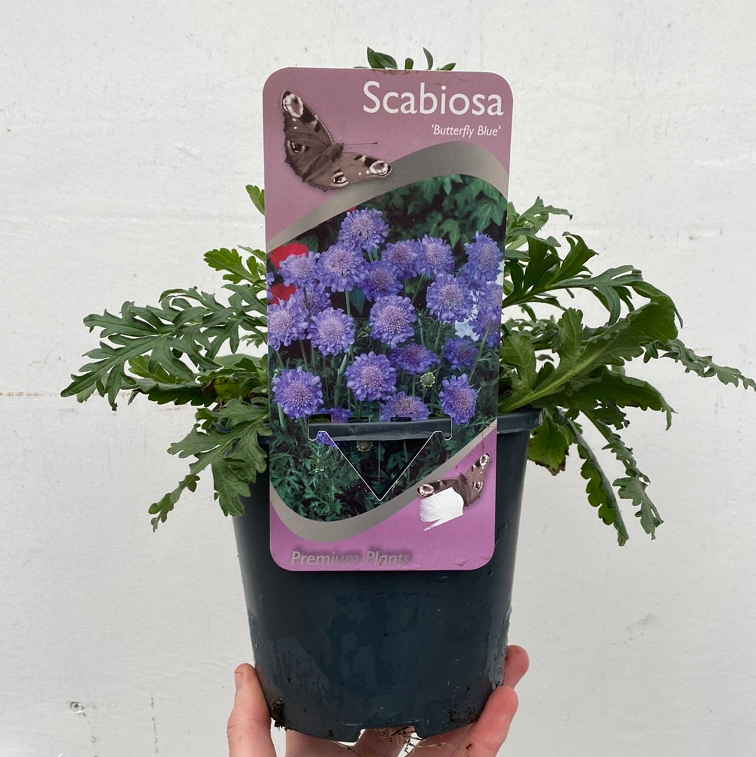 Scabious Butterfly Blue 9cm/2L One Click Plants