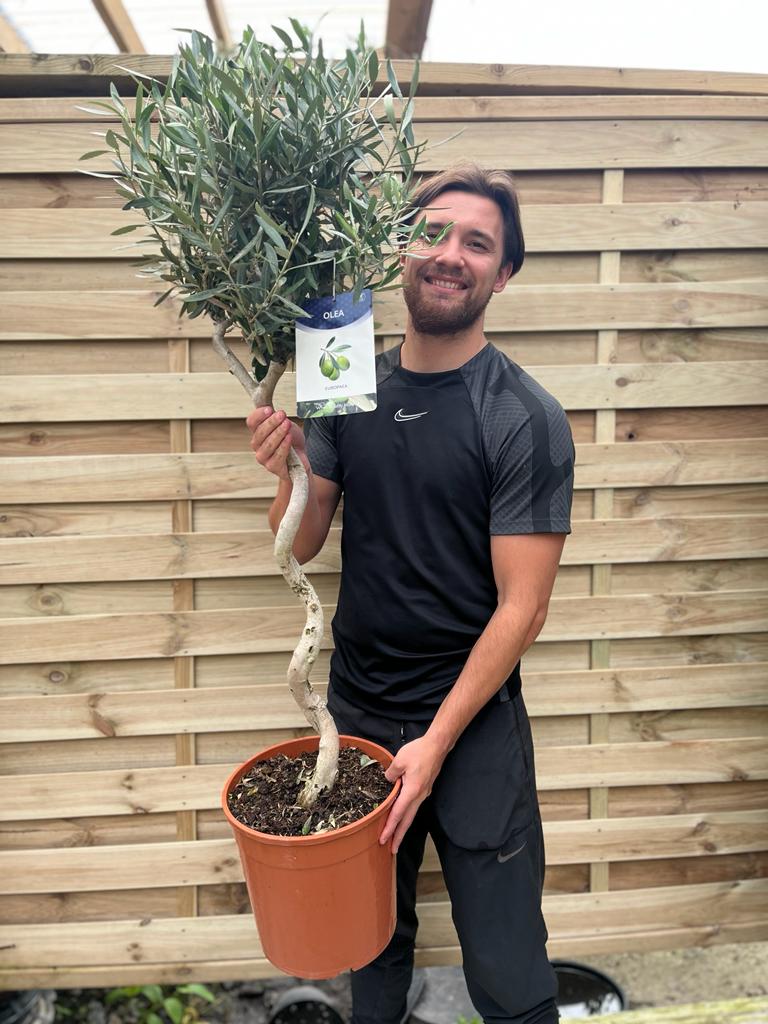 4-5ft Twisted Stem Olive Tree | Hardy Evergreen Potted Tree (Multibuy Offers Available) One Click Plants